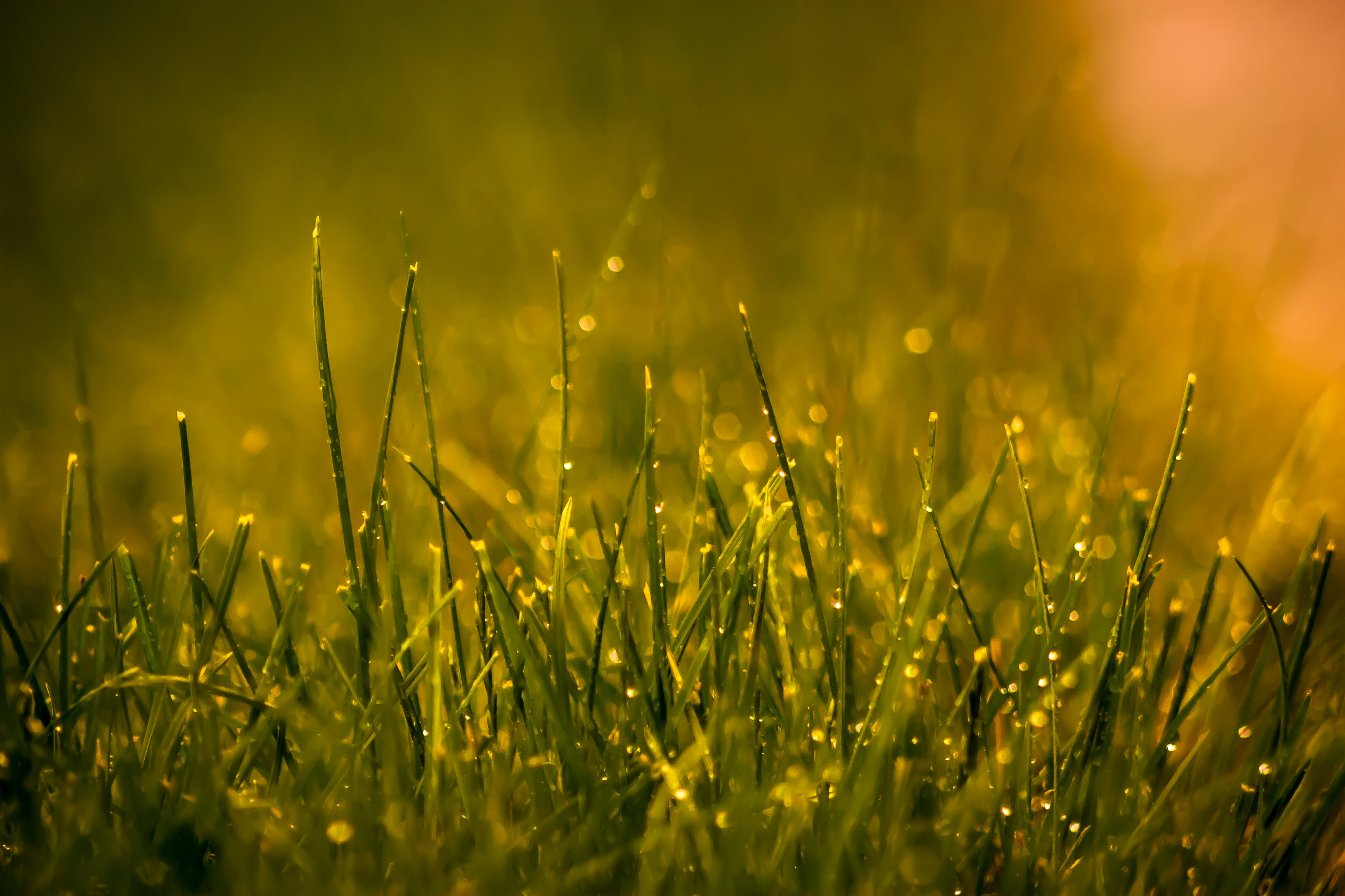 closeup photography of green grass, canon  30d, m42, lens, rain