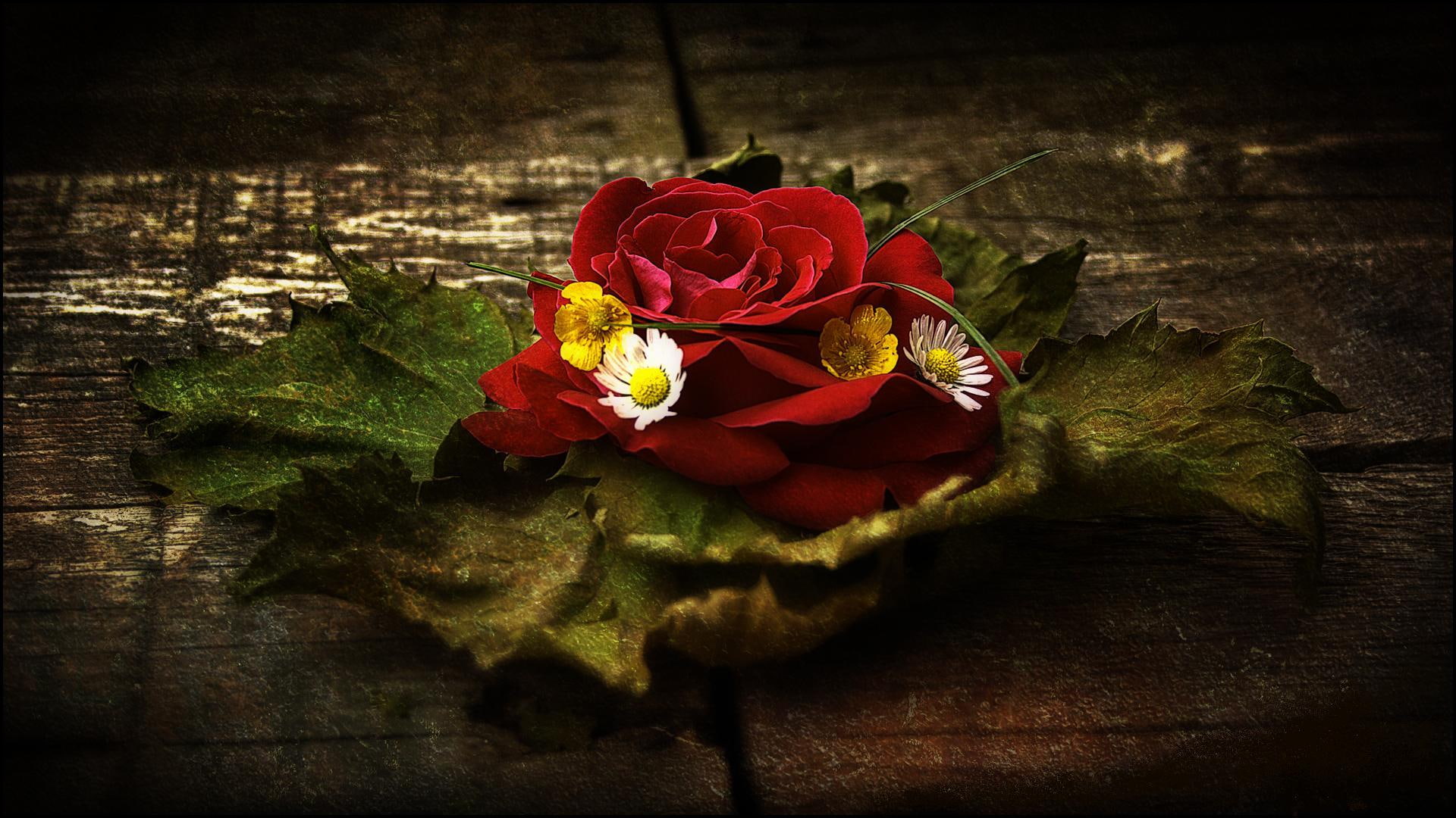 Un Trafir, trandafir, rose, beautiful, 3d and abstract