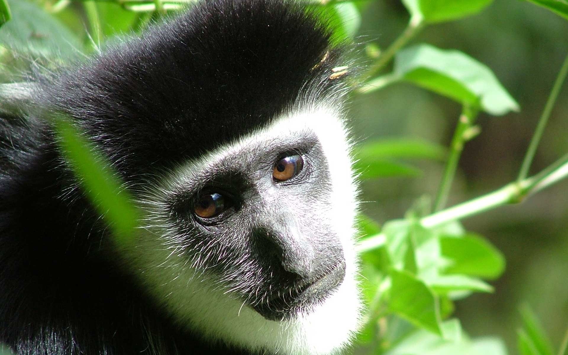 Monkeys