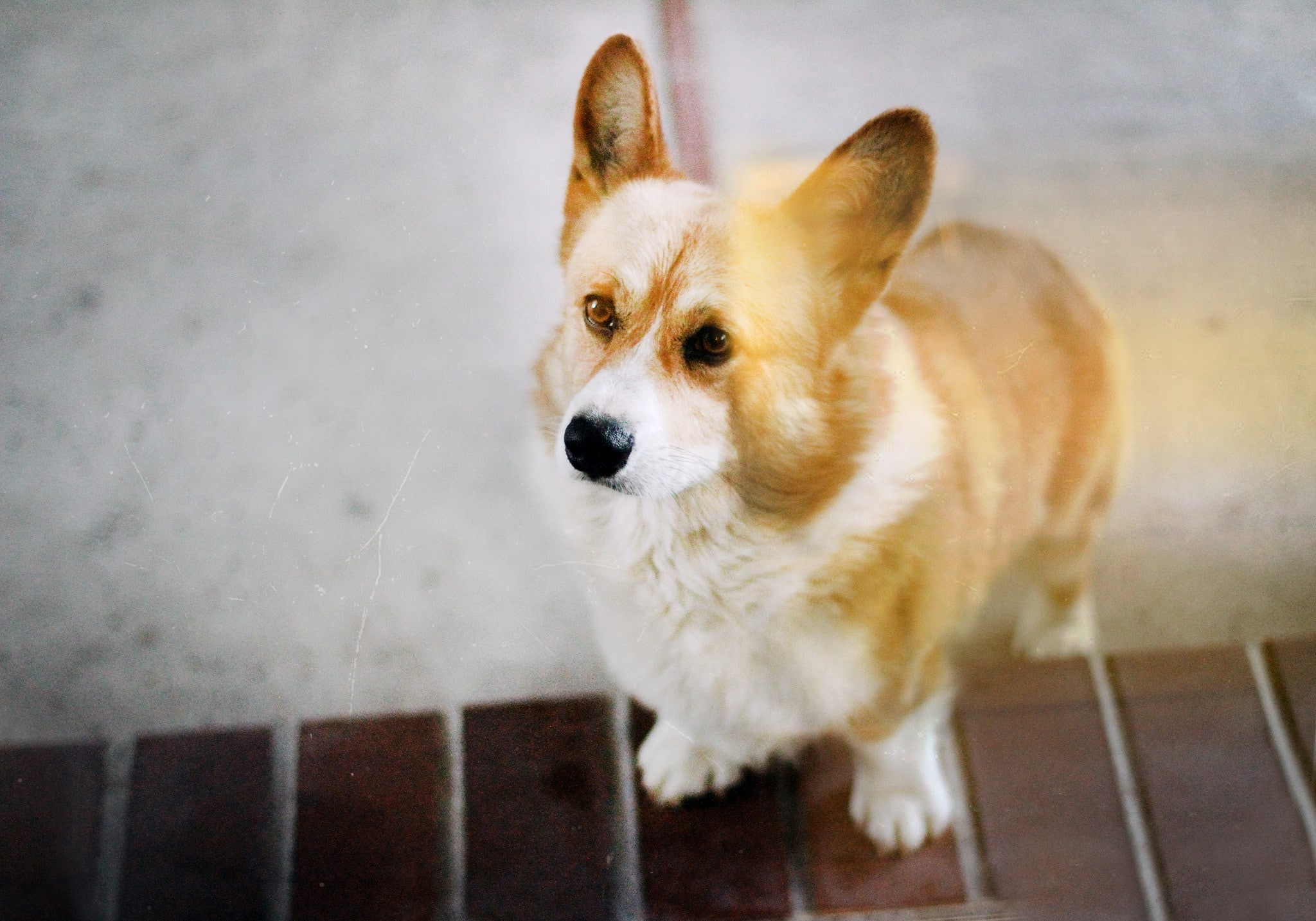 corgi