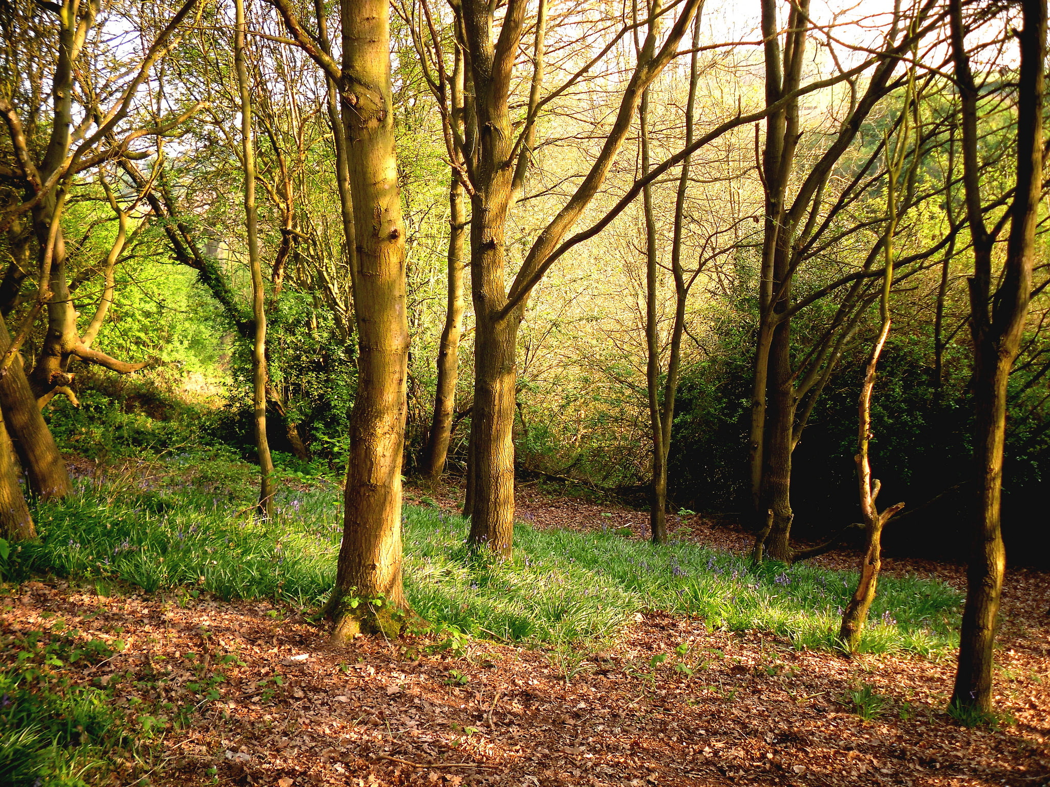 forest, grass, trees, spring