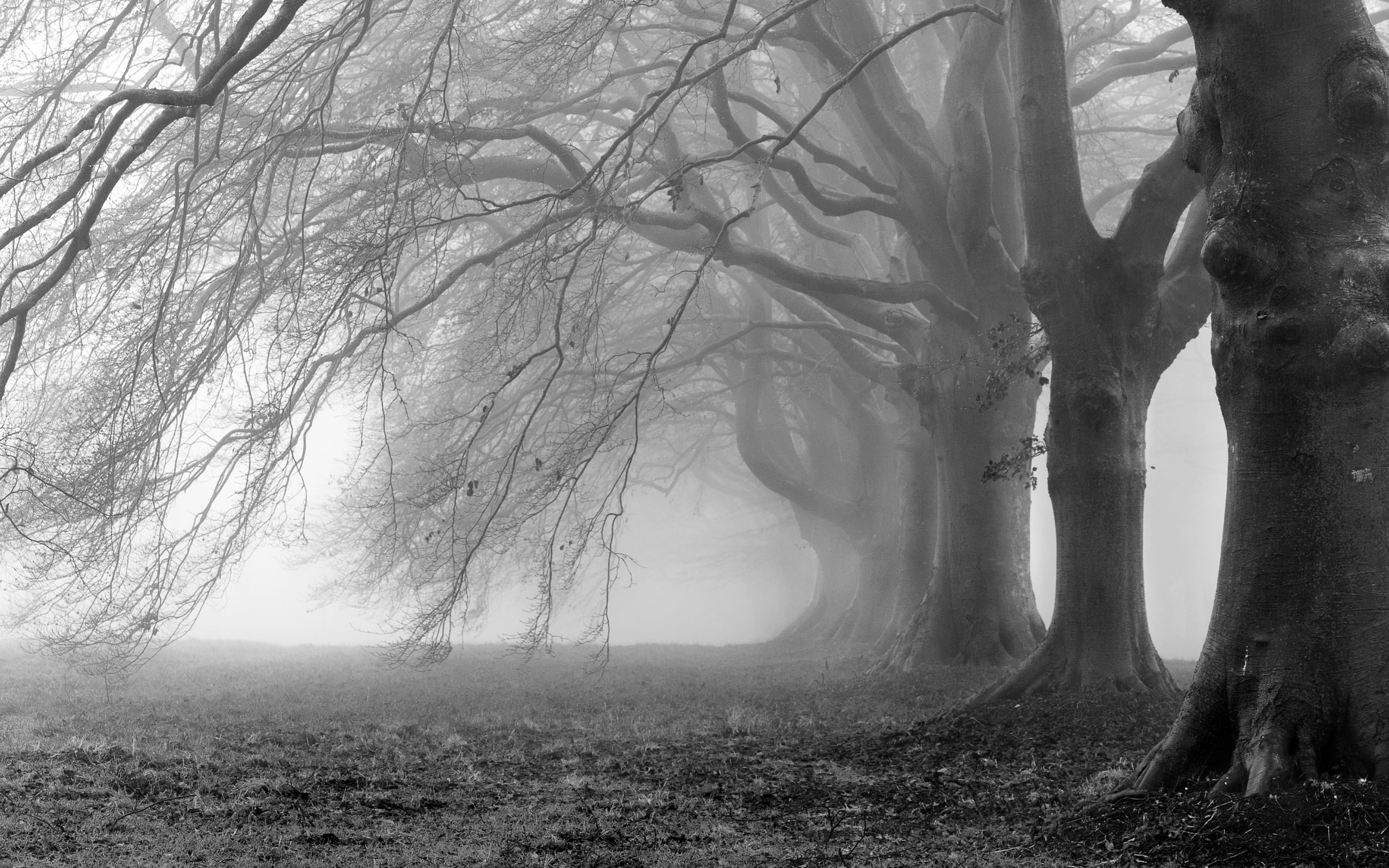 Free download | HD wallpaper: grayscale photo of bare trees, branches