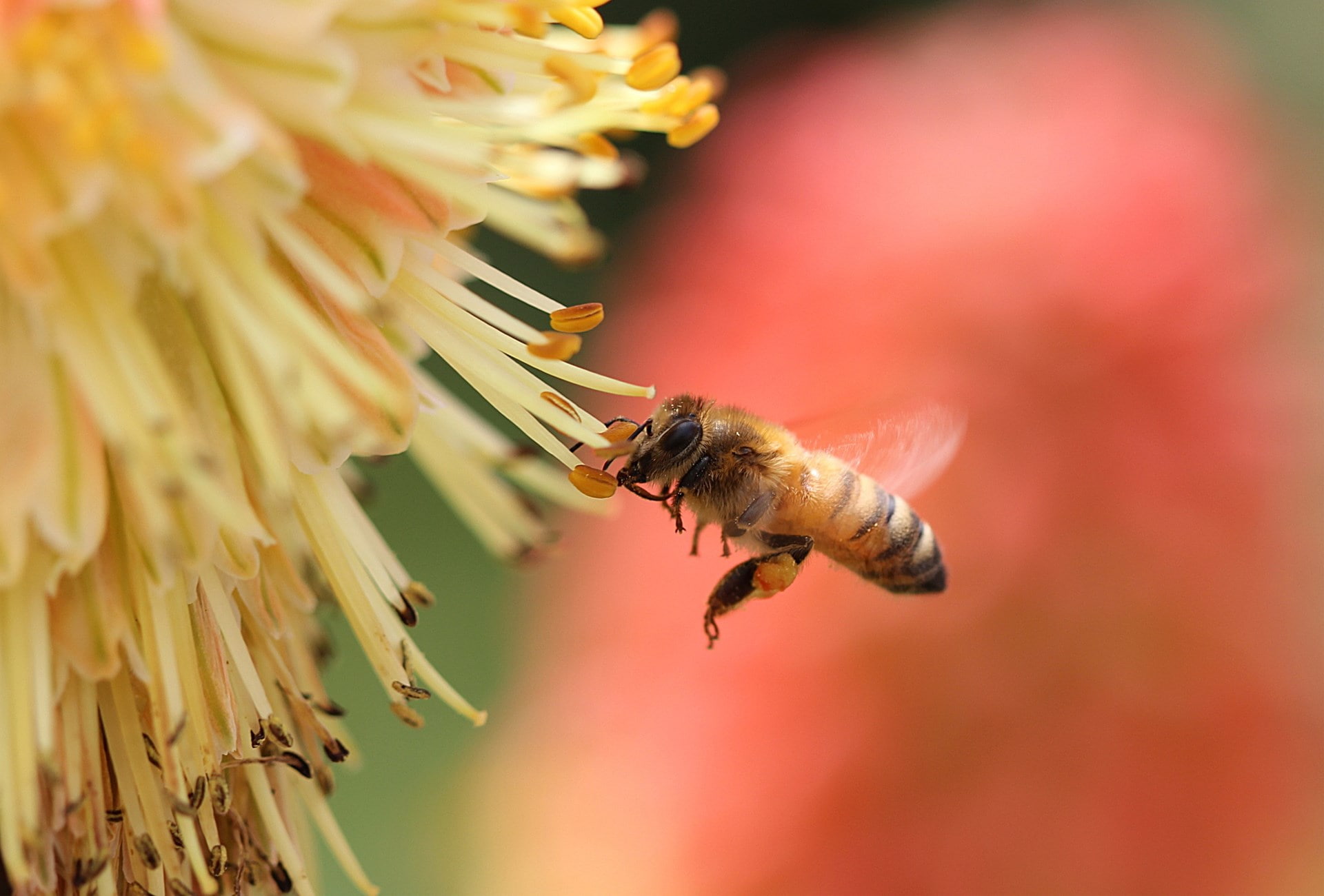 bee