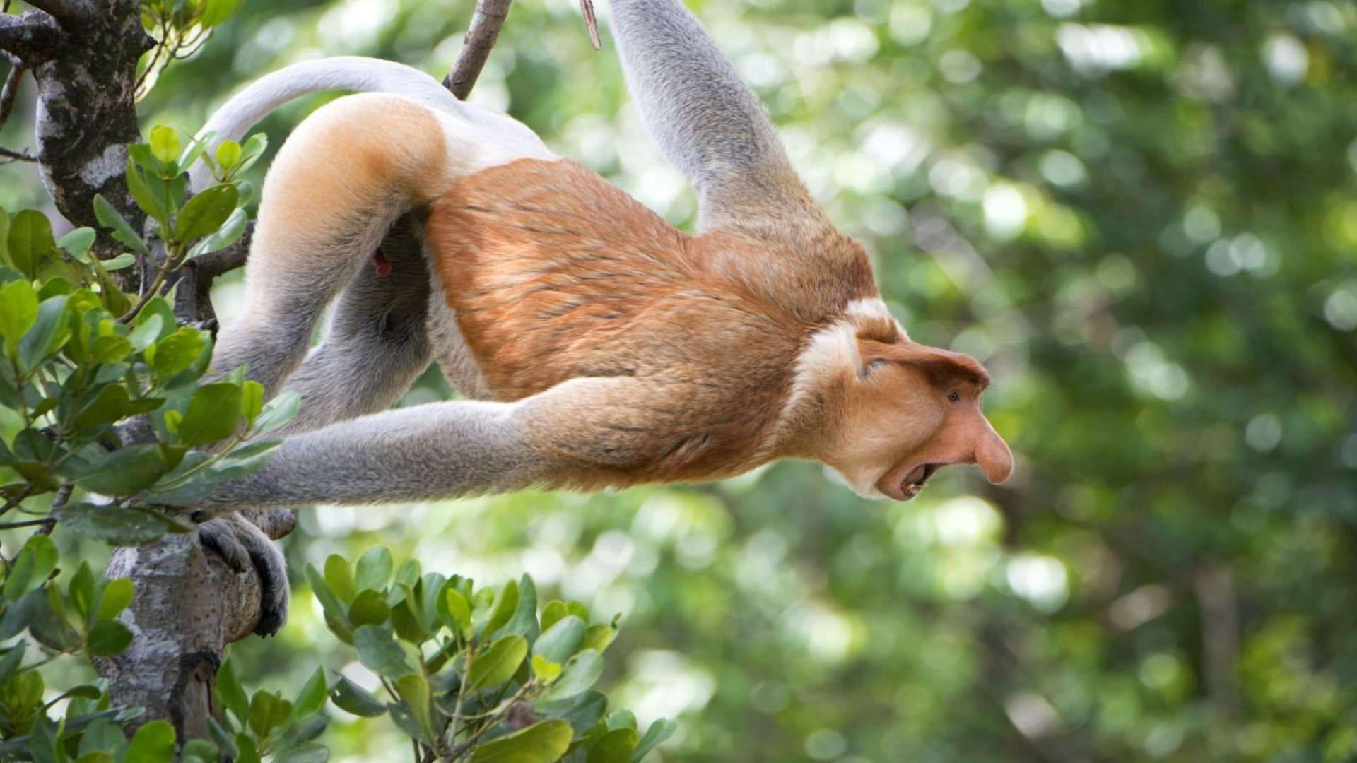proboscis monkey, strange, wildlife, animal themes, mammal
