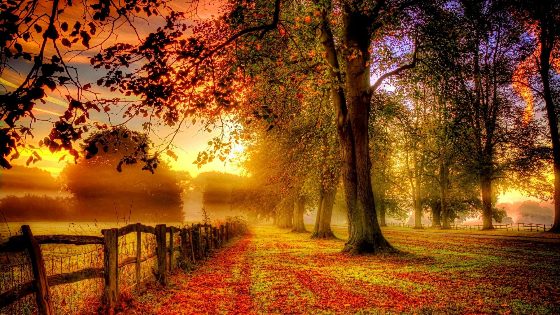 fence, nature, autumn, leaf, fall, deciduous, sunlight, tree