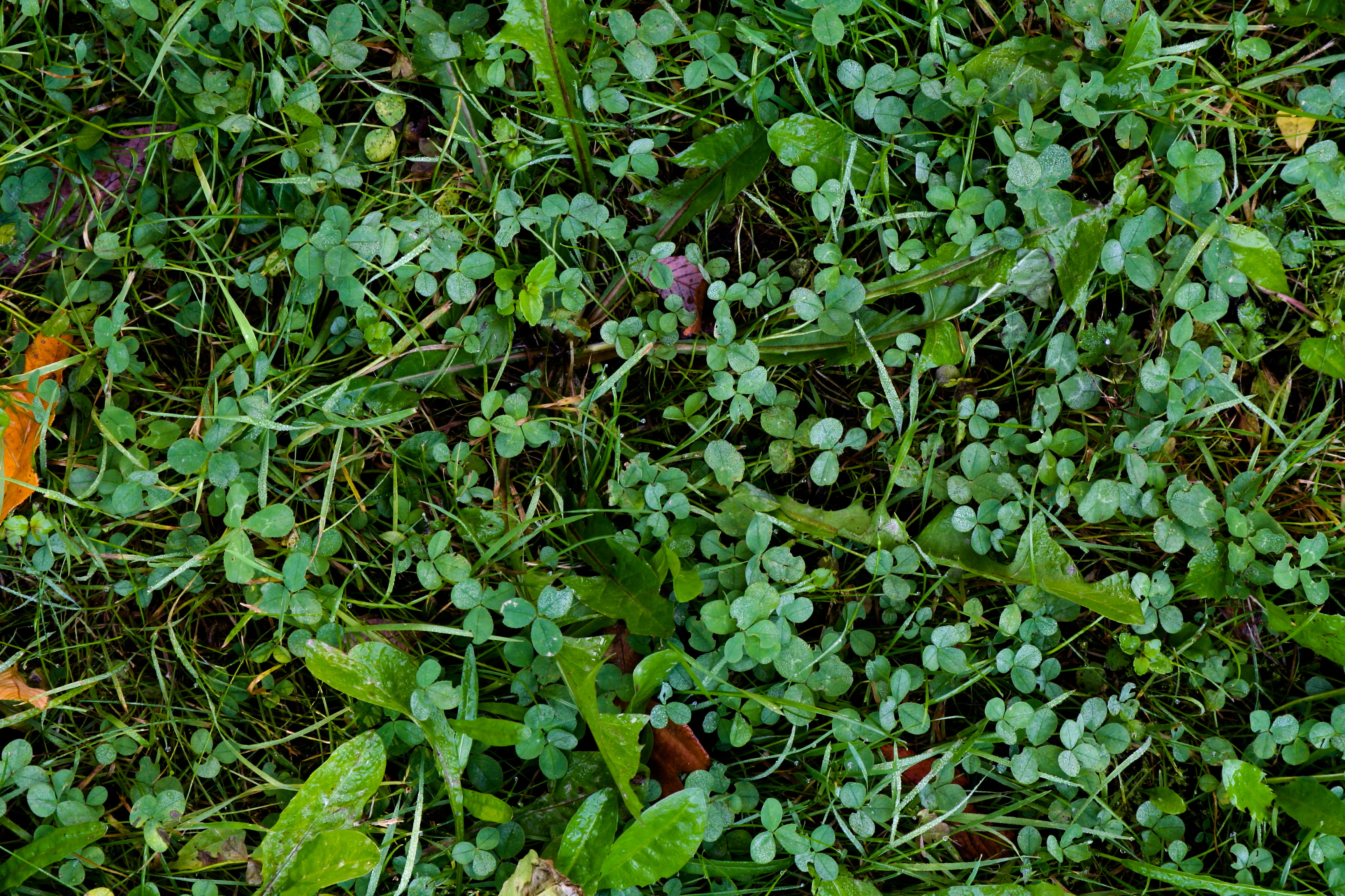 green, pattern, ground, clover