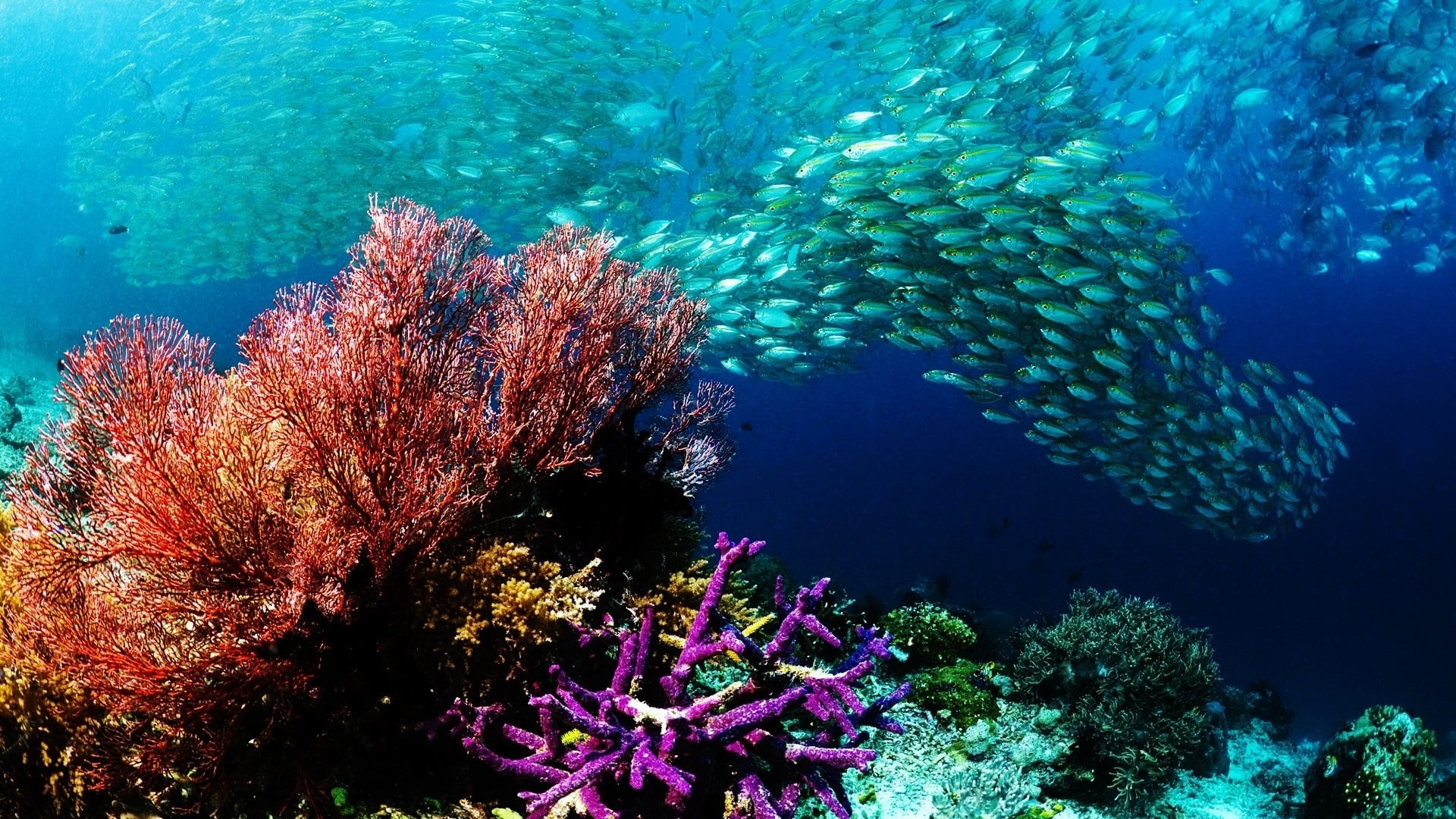 coral, sea, fish, underwater, undersea, sea life, animals in the wild