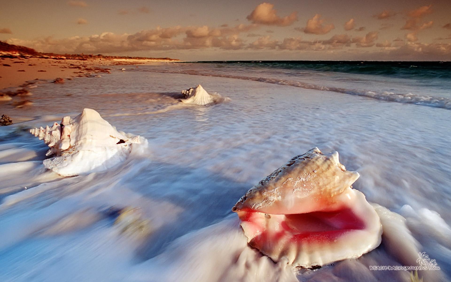 Conch Shell On Cats Isl, island, seashell, bahamas, ocean, 3d and abstract