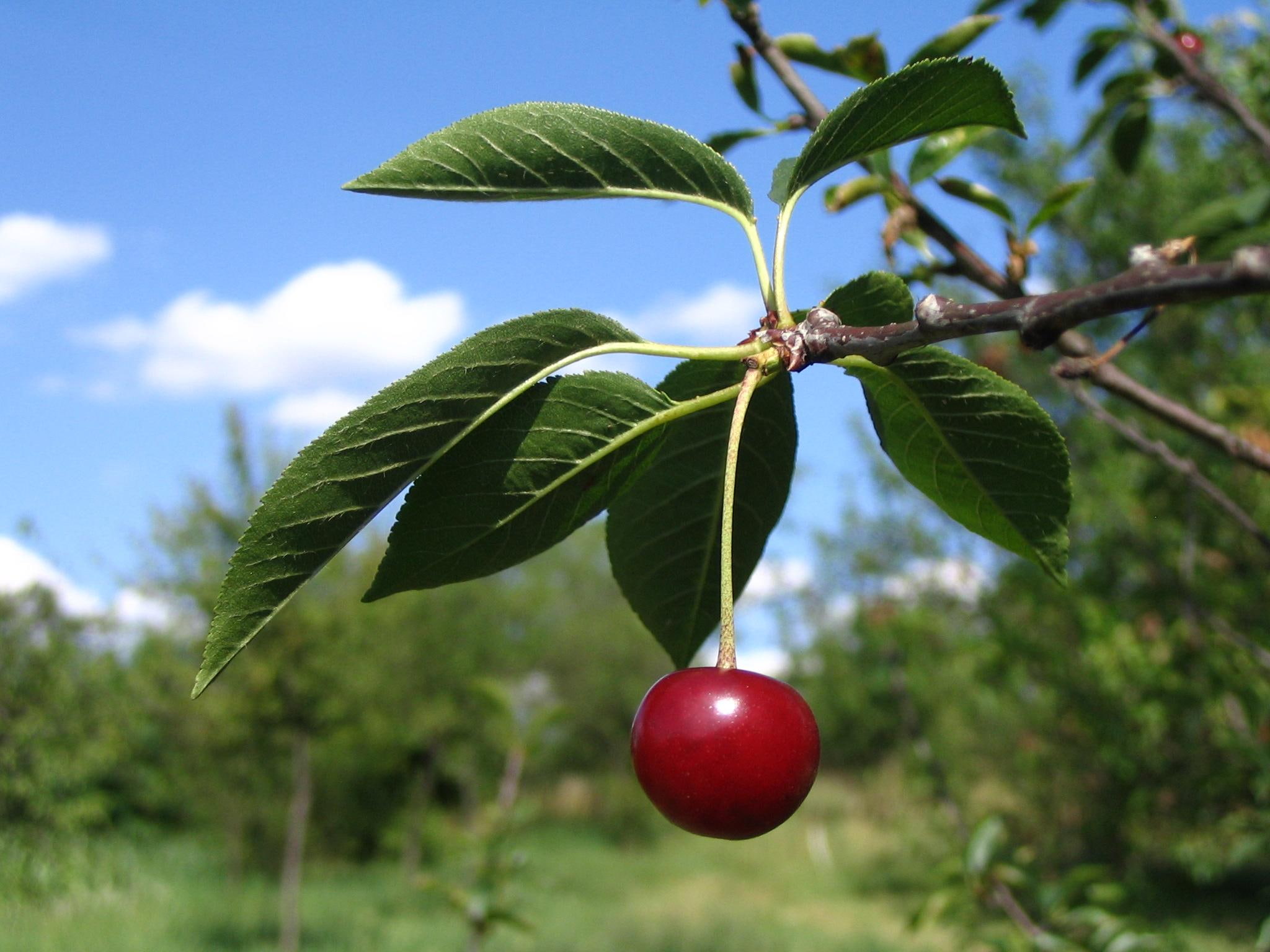 Cherry, red cherry, leaf, fruit, 3d and abstract