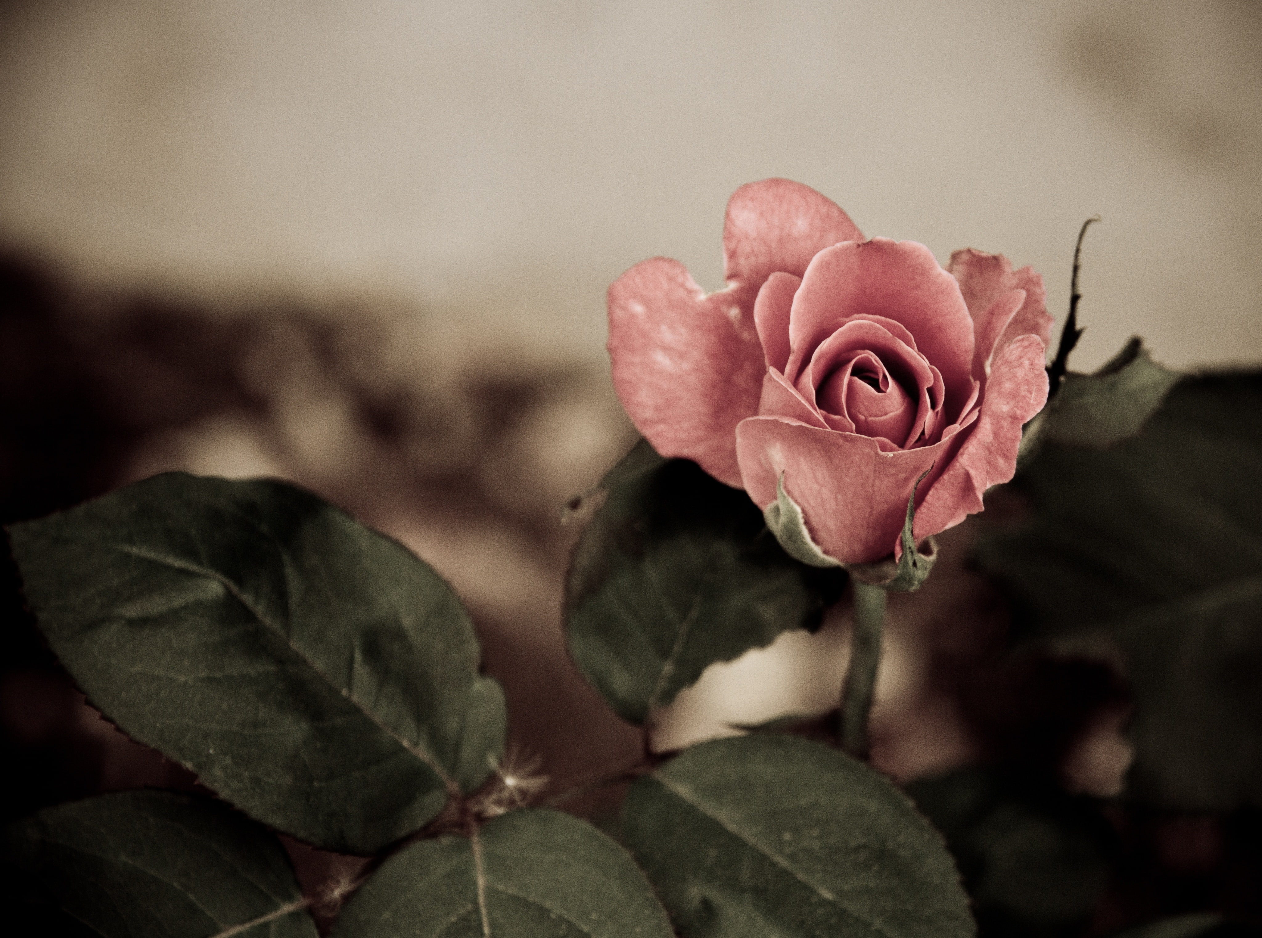 Pink Rose, pink rose flower, Vintage, Dark, Nature, flowering plant