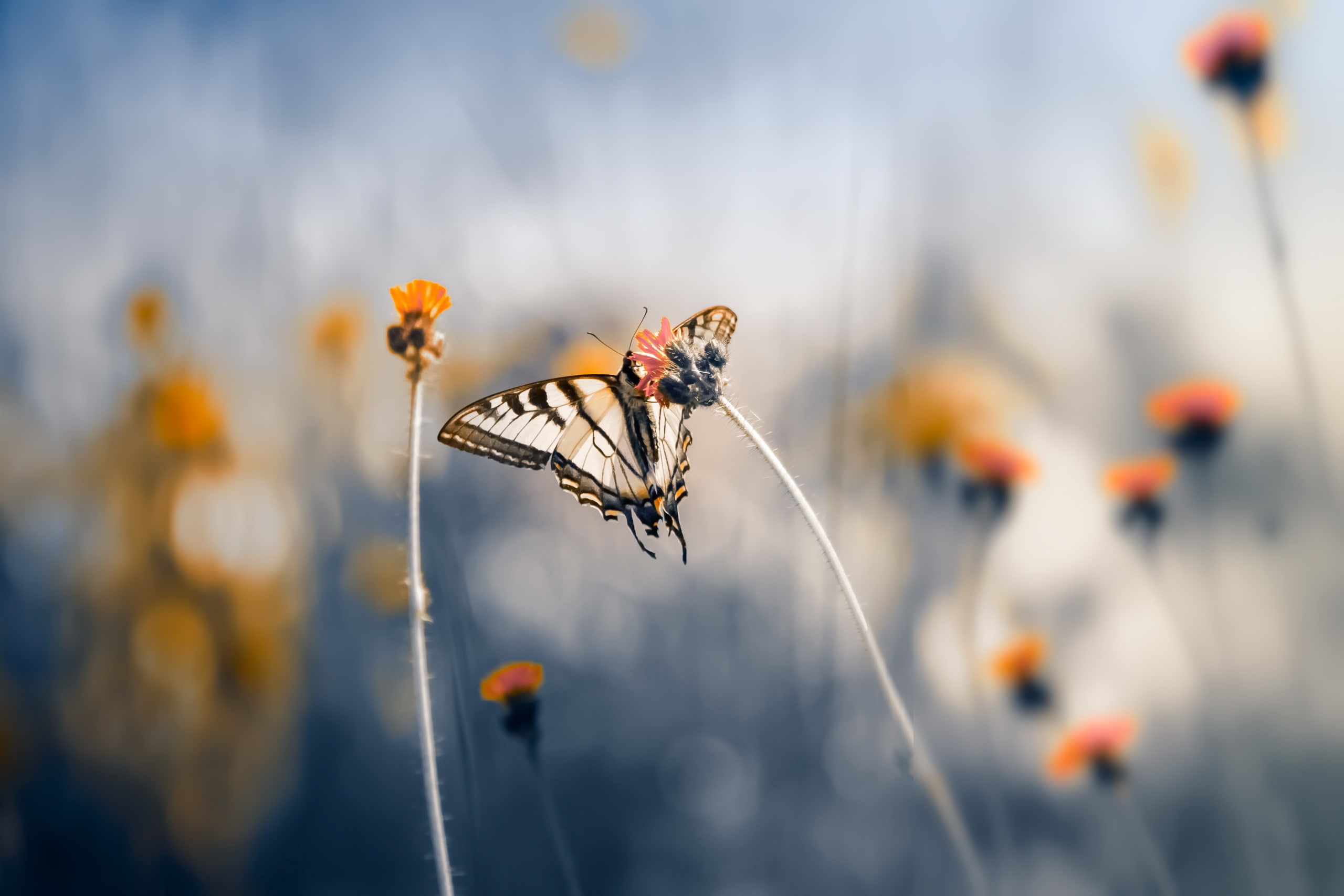 macro, insect, butterfly, nature, plants, invertebrate, animal wildlife