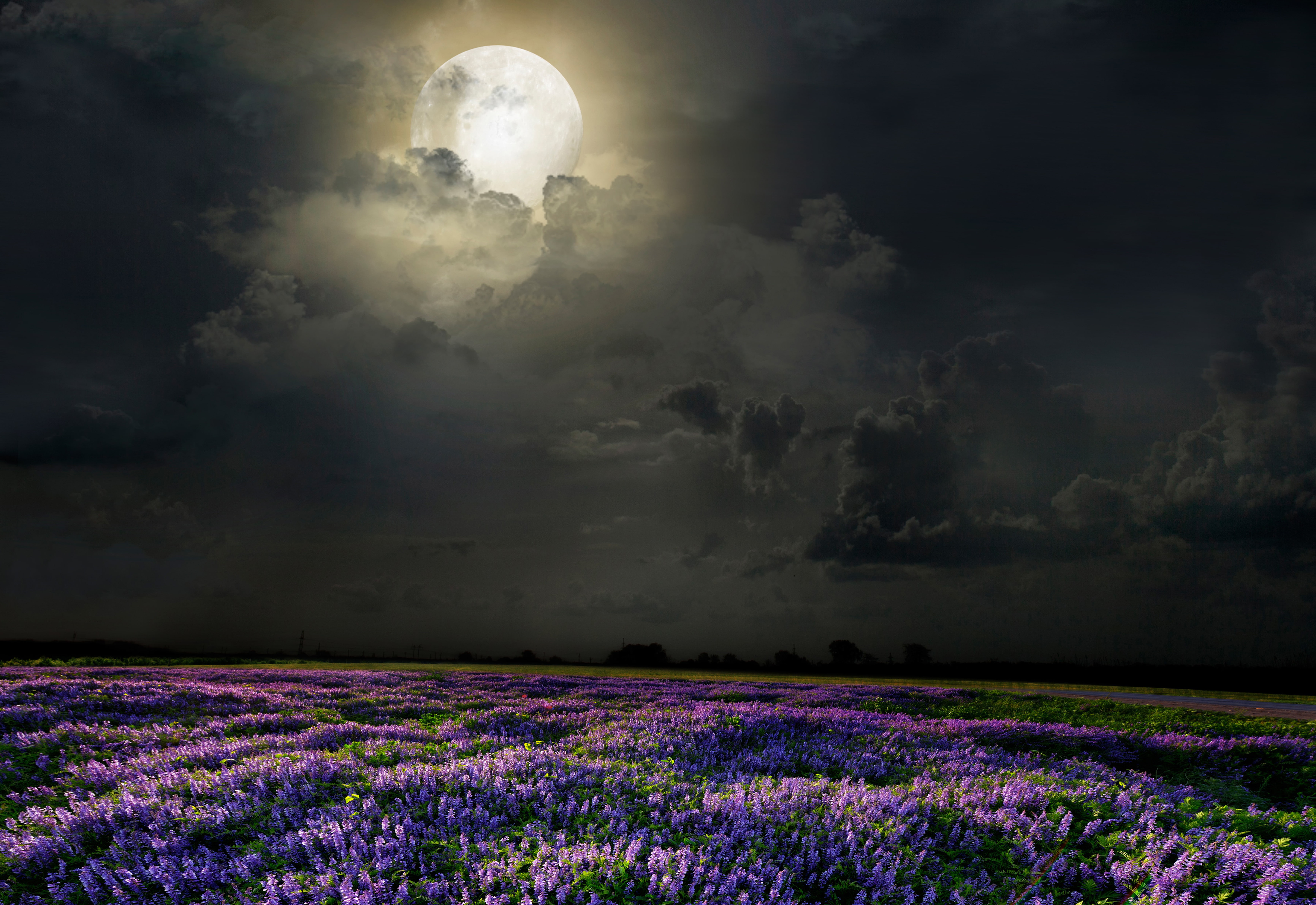 lavender plants, field, flowers, night, the moon, nature, purple