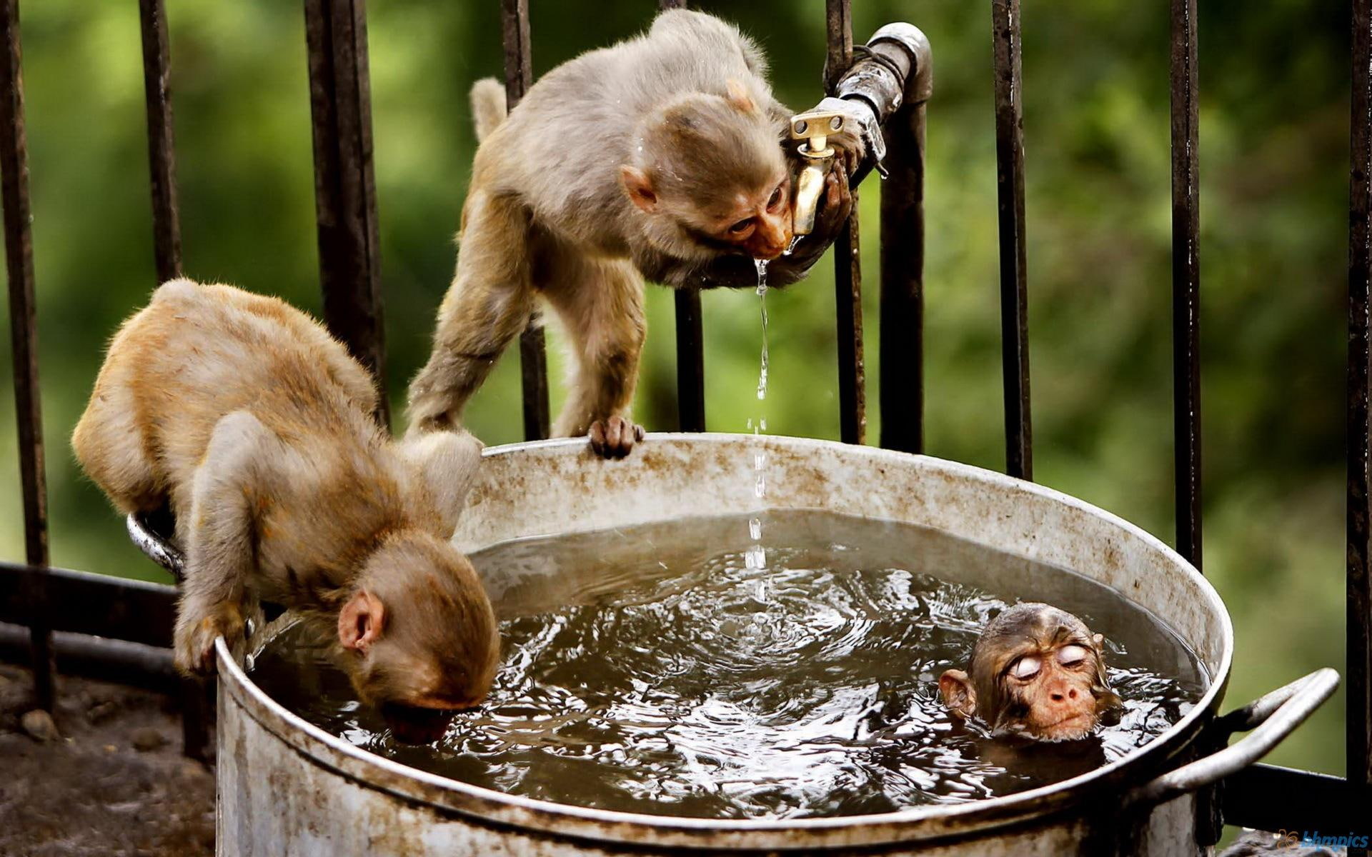 Monkeys In The Water, three brown monkeys, primates, animals