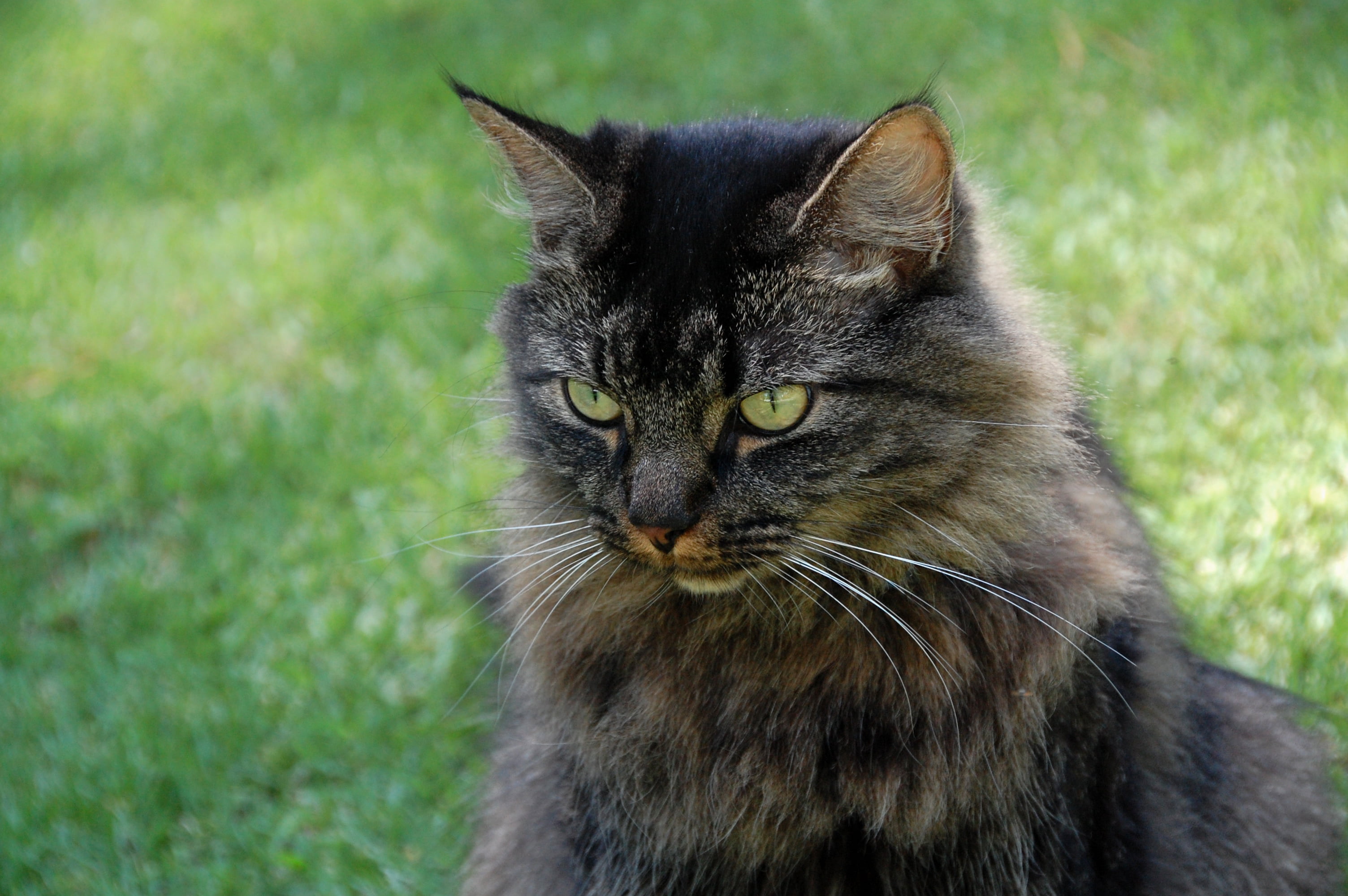 gray and brown cat, cat, Tubs, next door, D40, Birmingham  Alabama