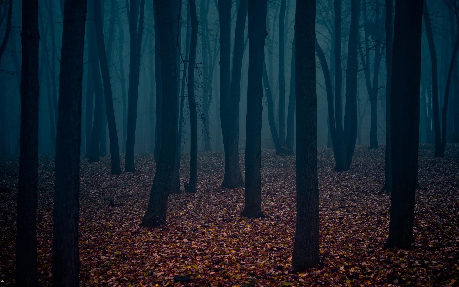Lonely Dark Forest HD, 1920x1200
