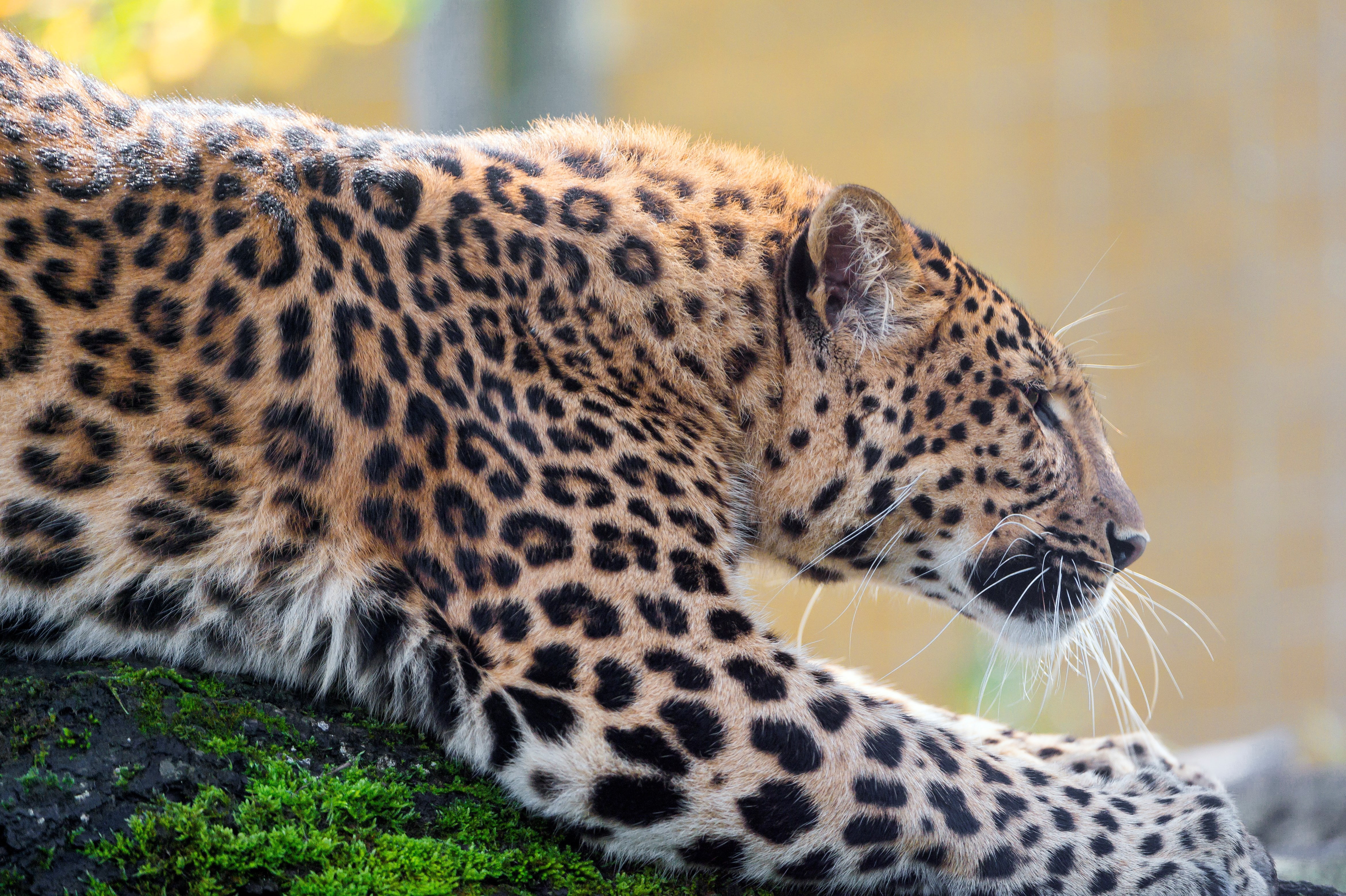leopard