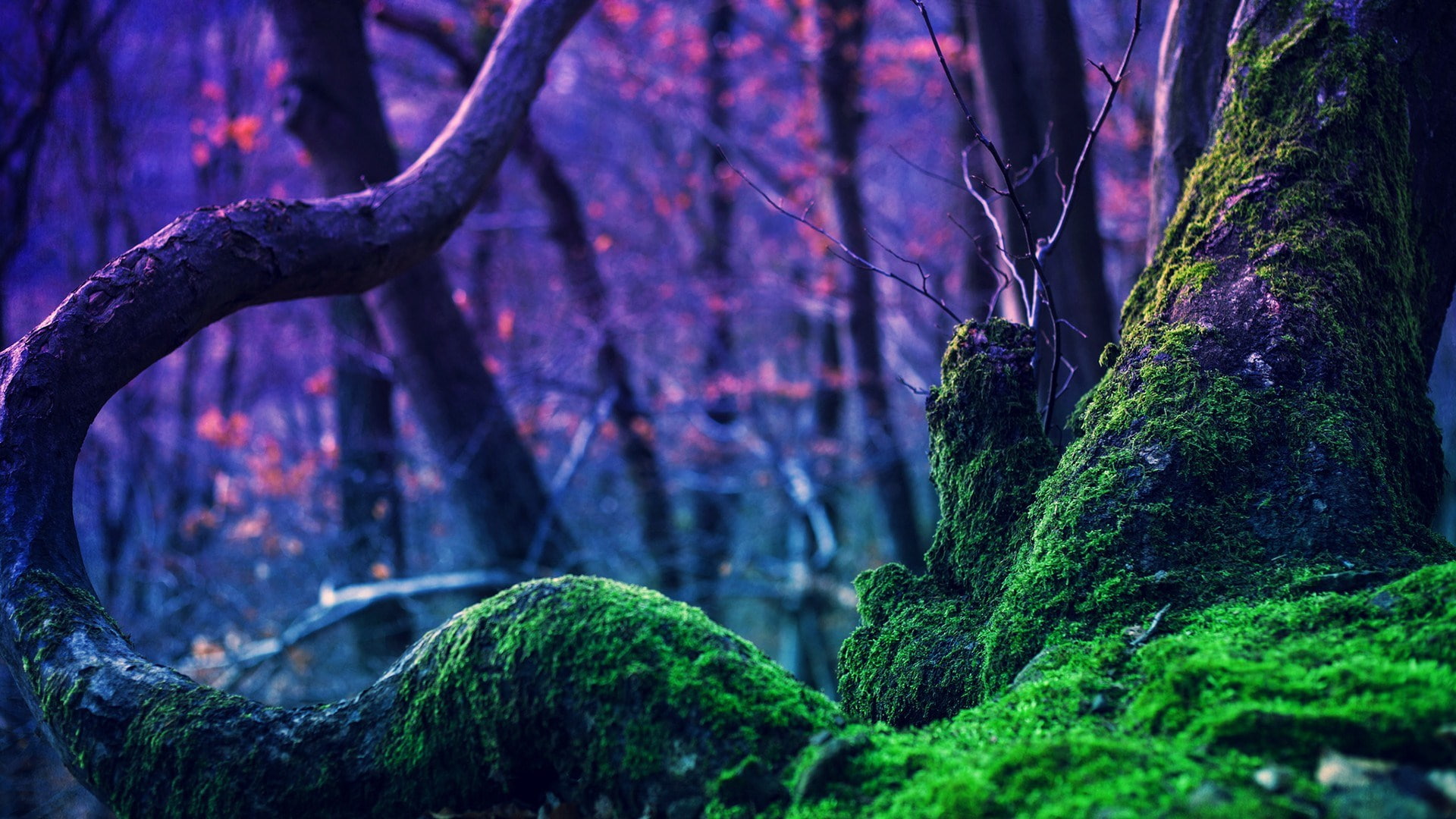 moss, tree, plant, tree trunk, nature, forest, tranquility