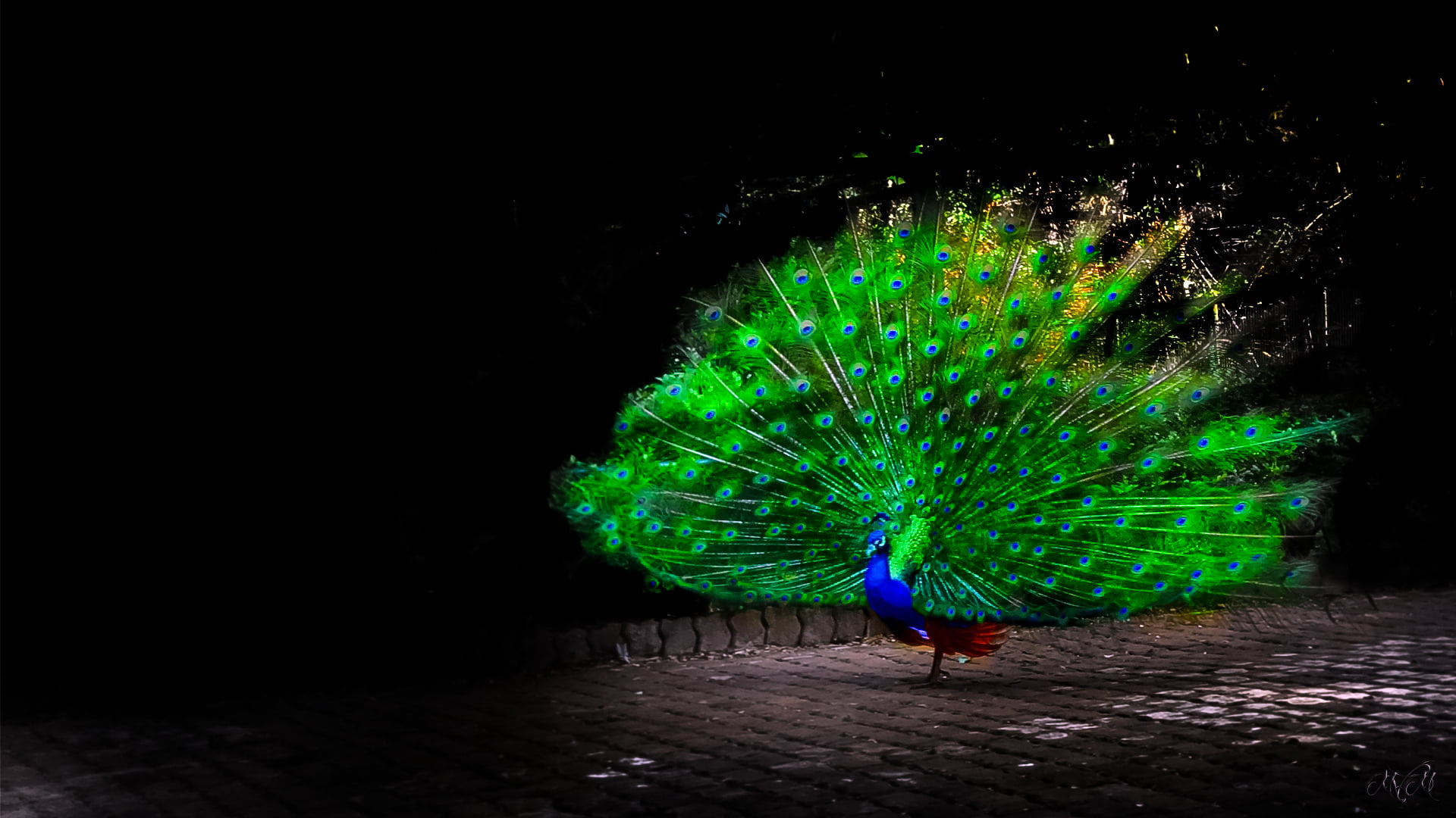 green and blue peacock, animals, birds, peacocks, artwork, night