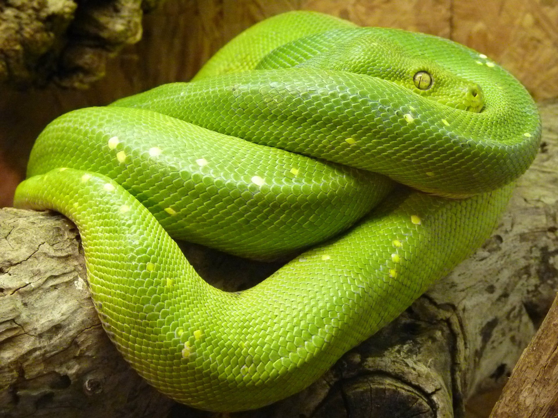 green, snake, animal, python, Python lover