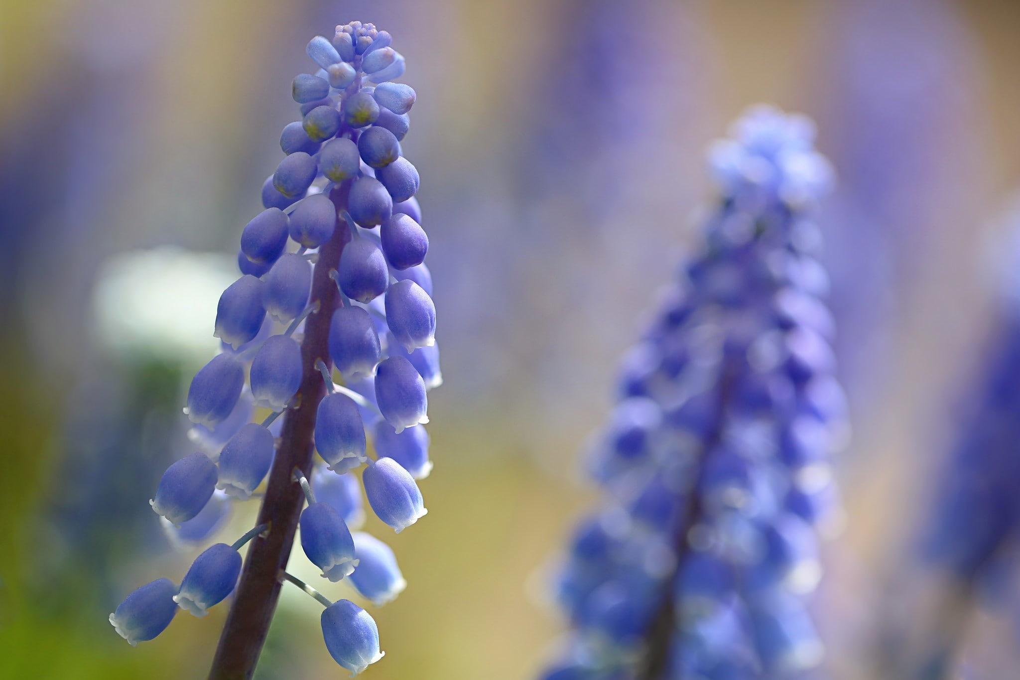 Hyacinth, petals, flower, blue petaled flower, plant, nature