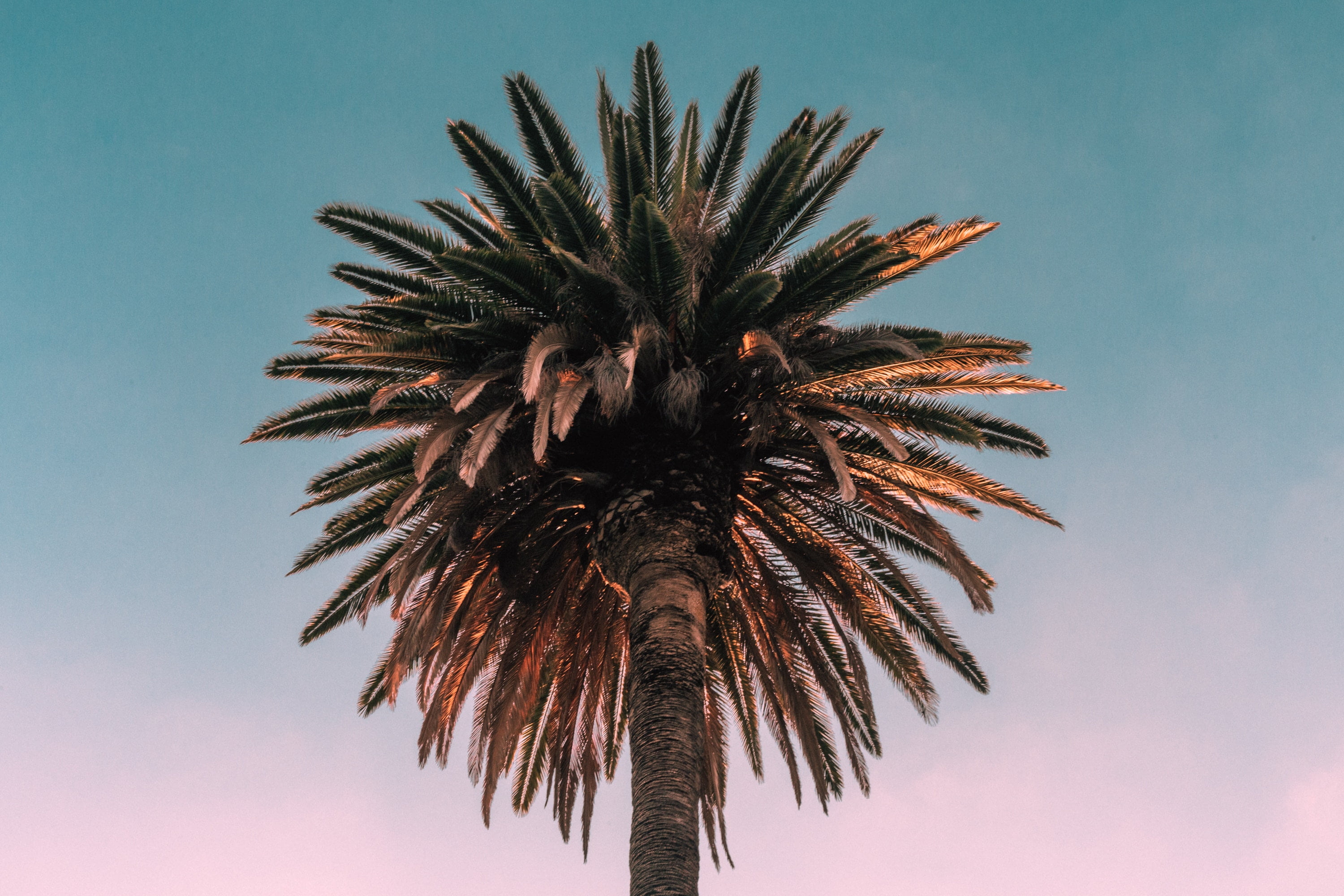 palm tree, bottom view, sky, nature, summer, outdoors, no People