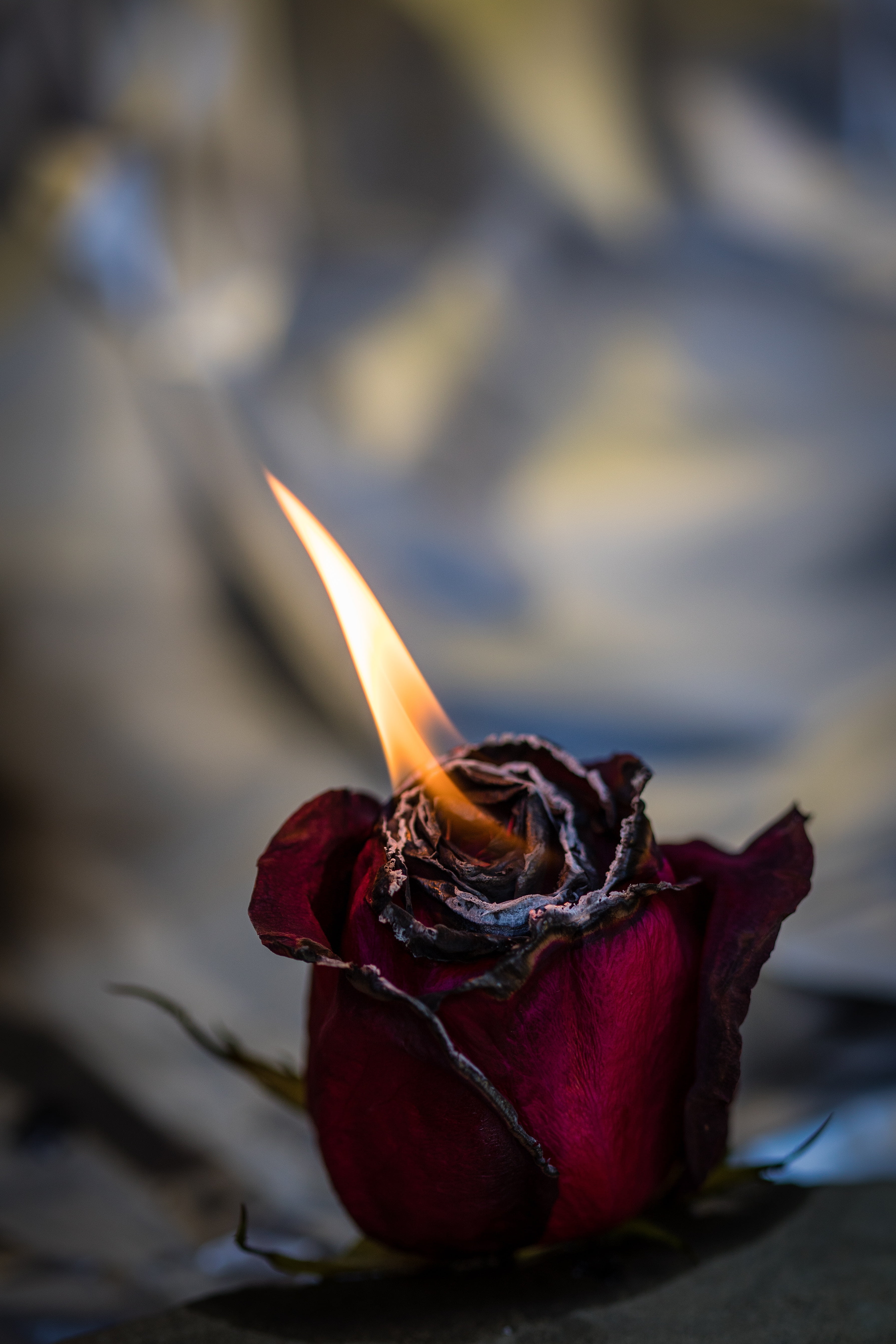 burned red rose flower, fire, bud, flame, fire - Natural Phenomenon