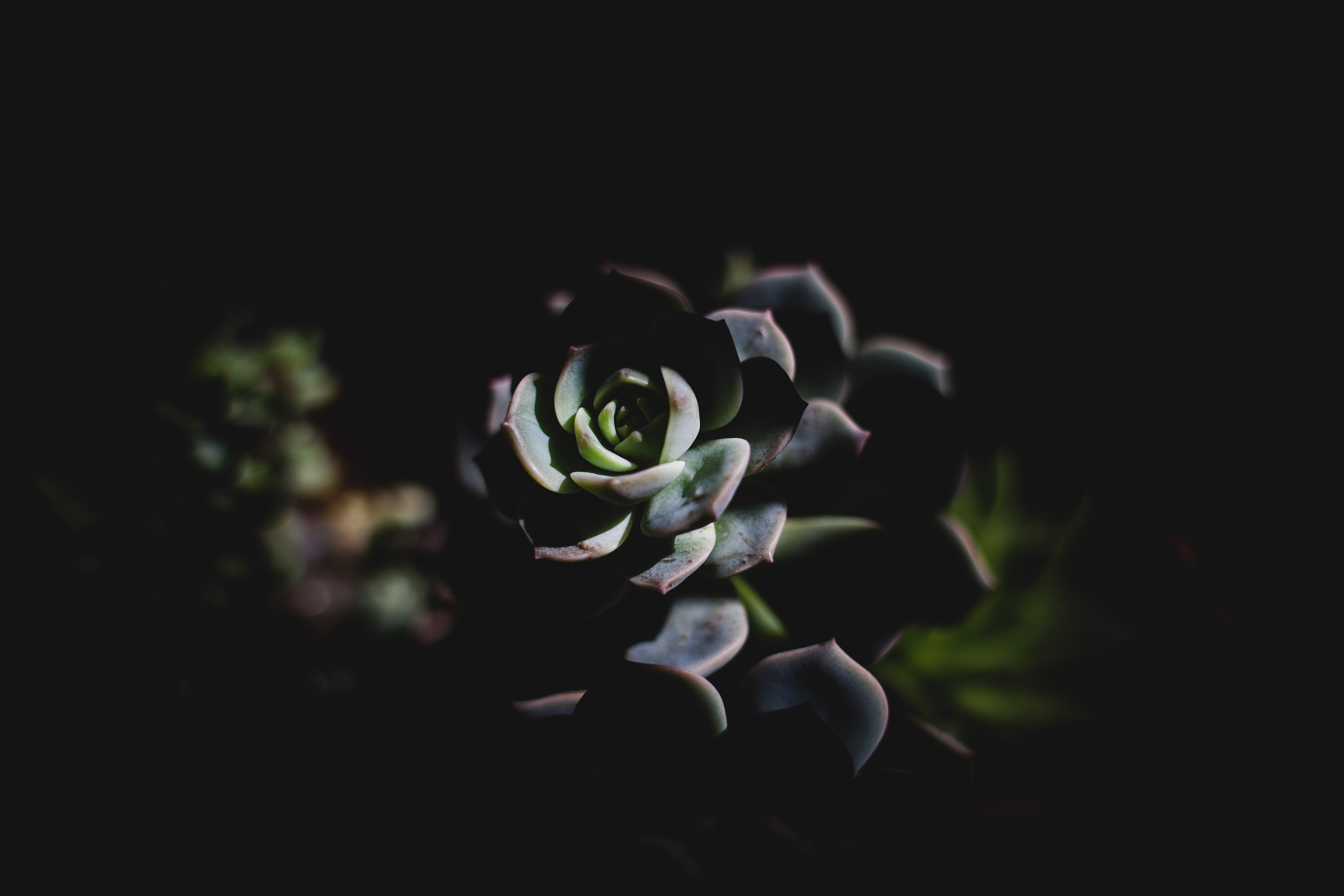 succulent plant, echeveria, shadow, nature, close-up, flower