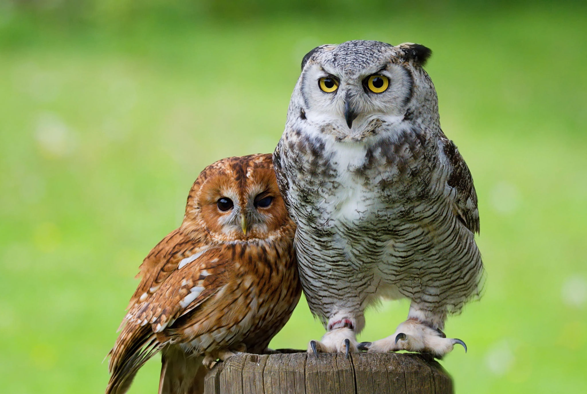 eyes, look, birds, green, background, owl, together, two, stump