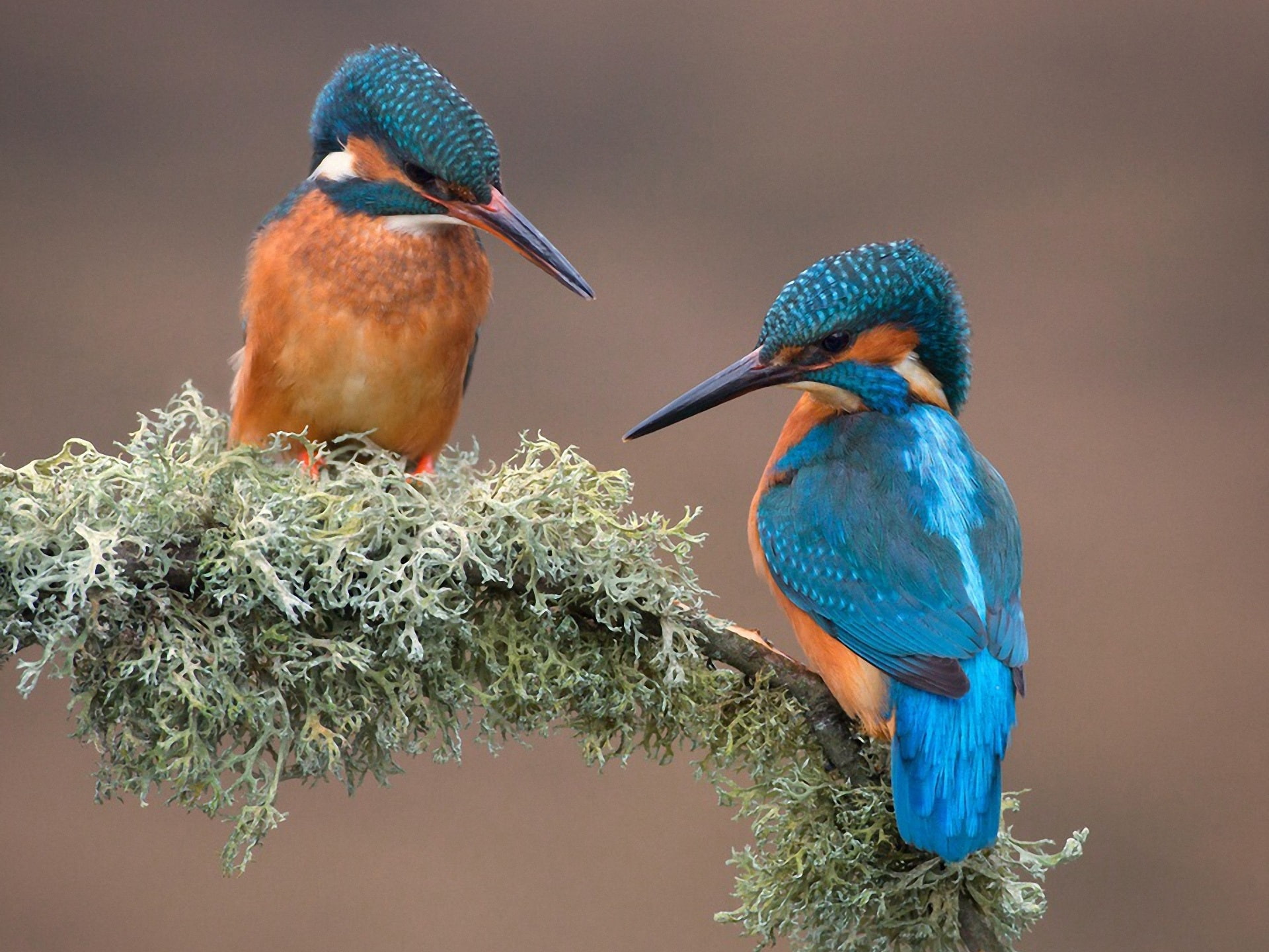 Two birds, kingfisher, branch, moss