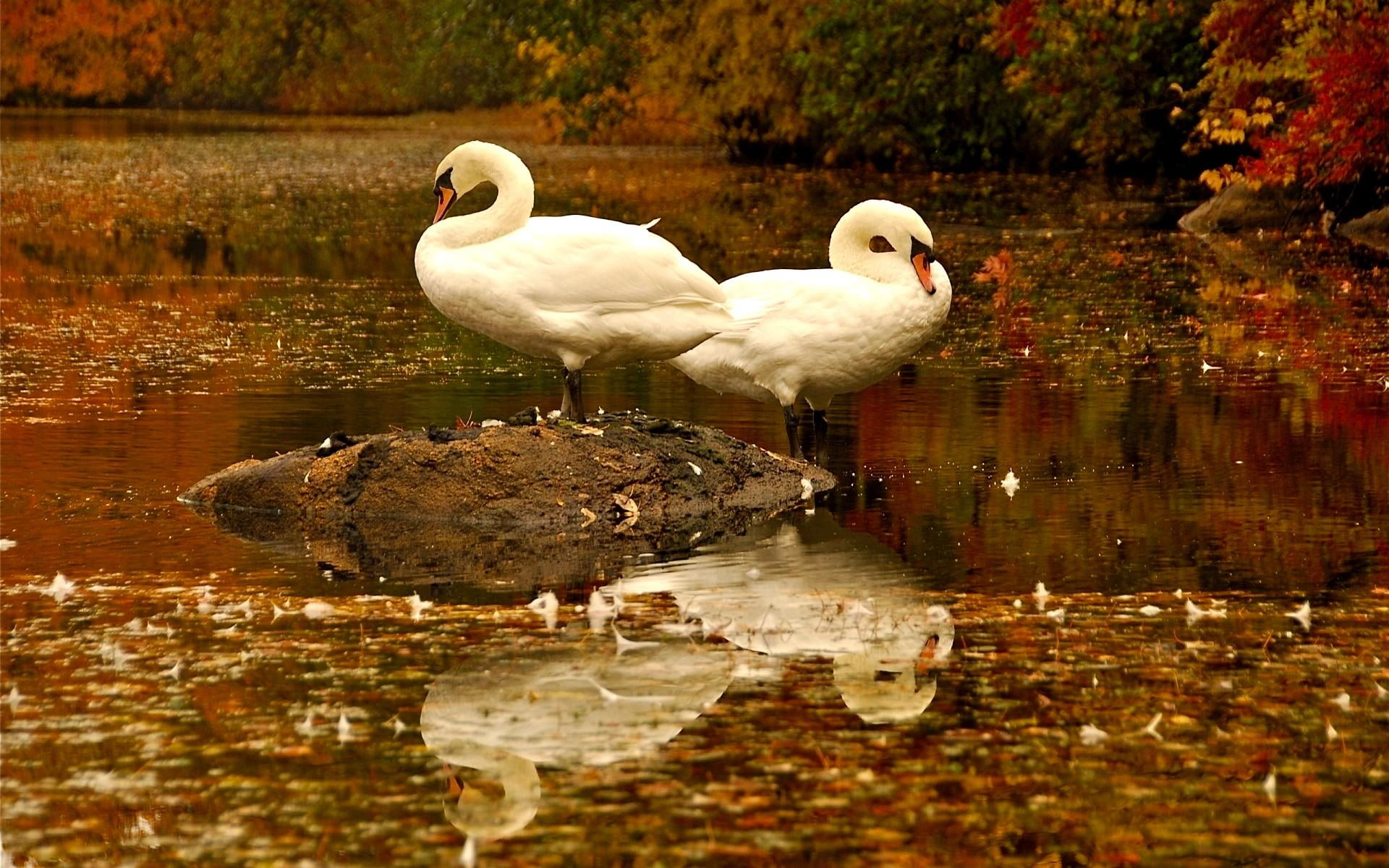 Sleeping Swans, two white swan, lake, autumn, animals