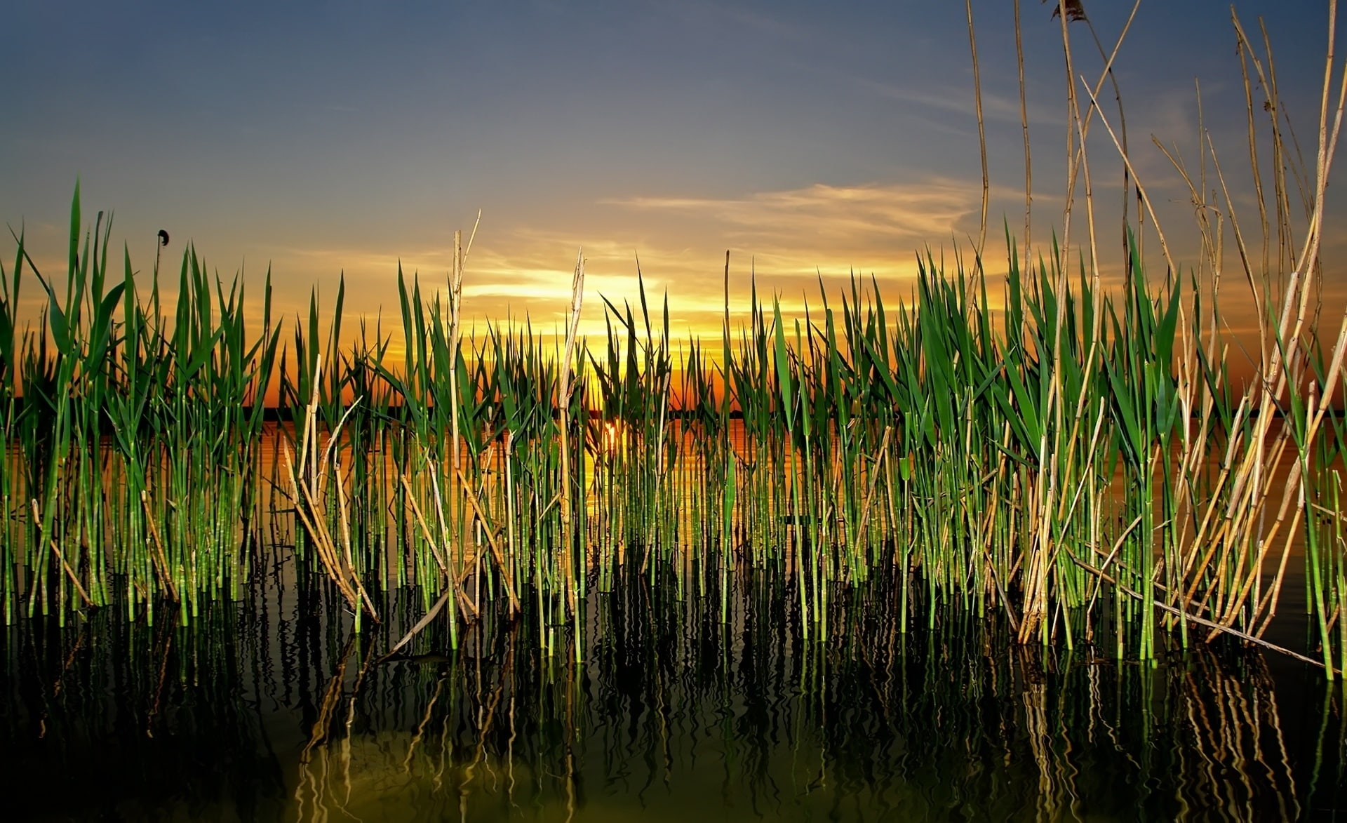 Cattails In Pond, green leafed plants, Nature, Lakes, sky, tranquility