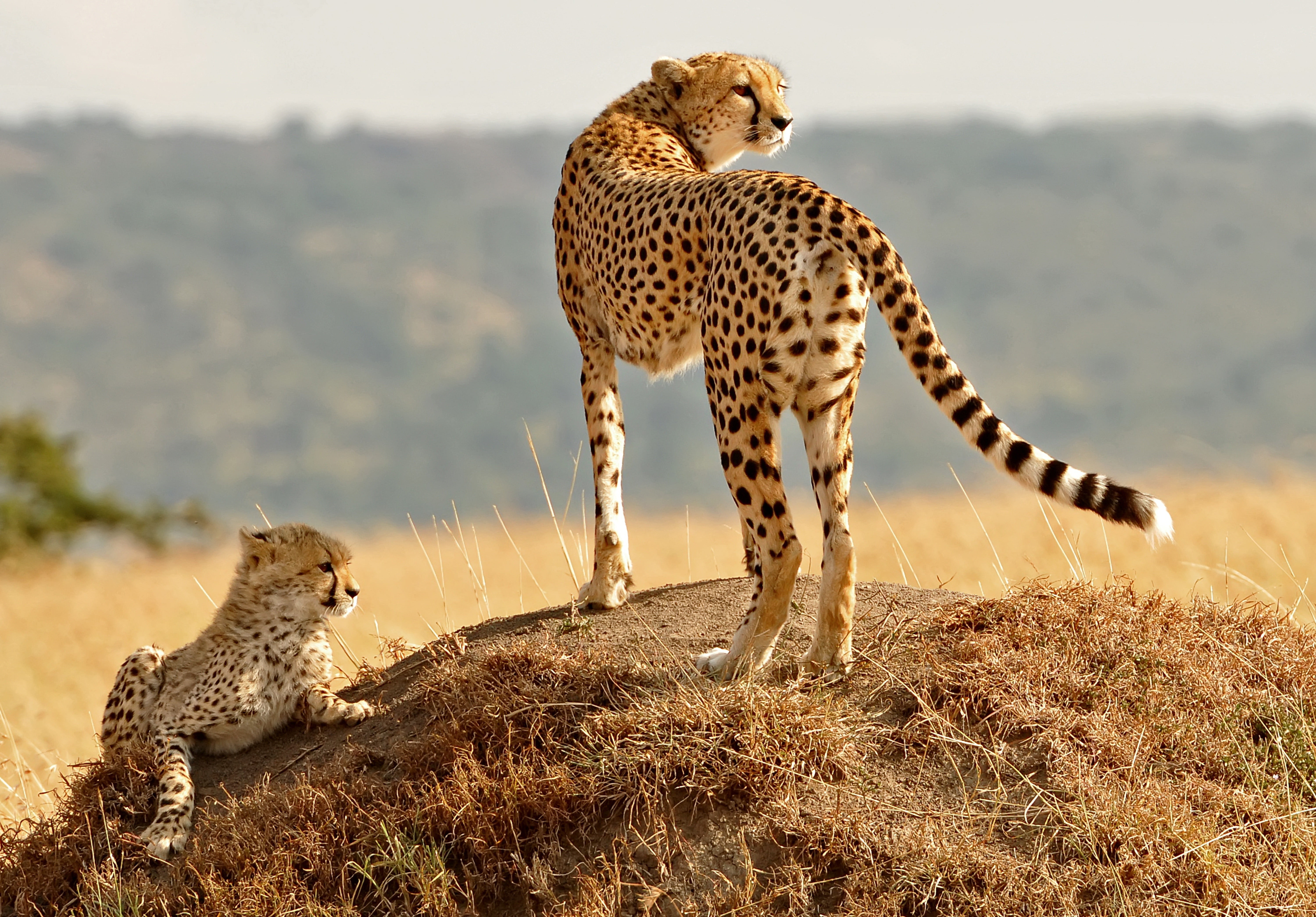 cheetah standing on ground covered with grass with cub, animals