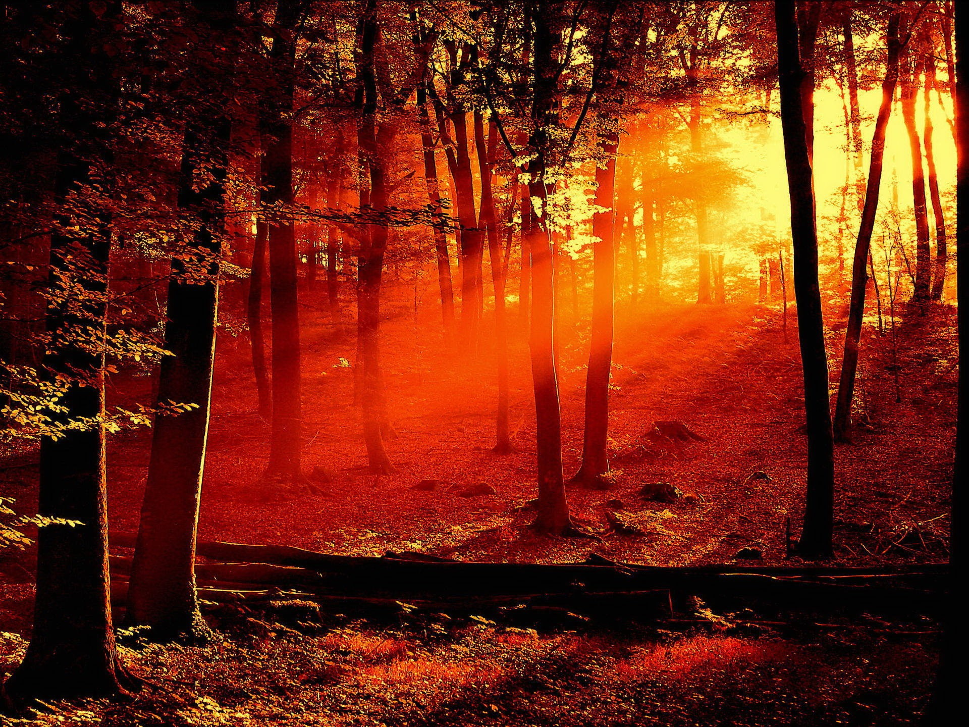 gray leafed trees, red, Light