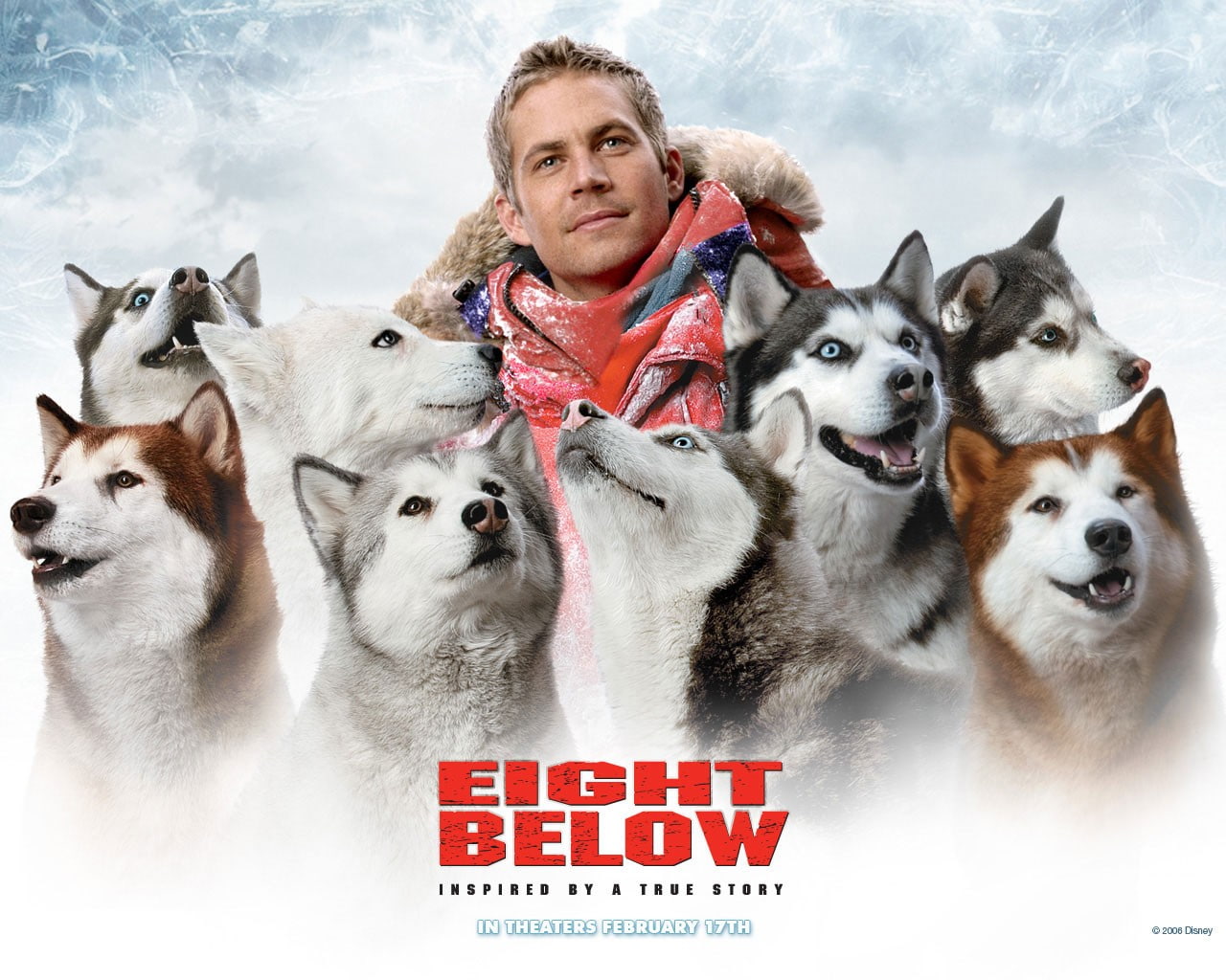 Paul Walker, snow, movies, mammal, dog, canine, domestic animals