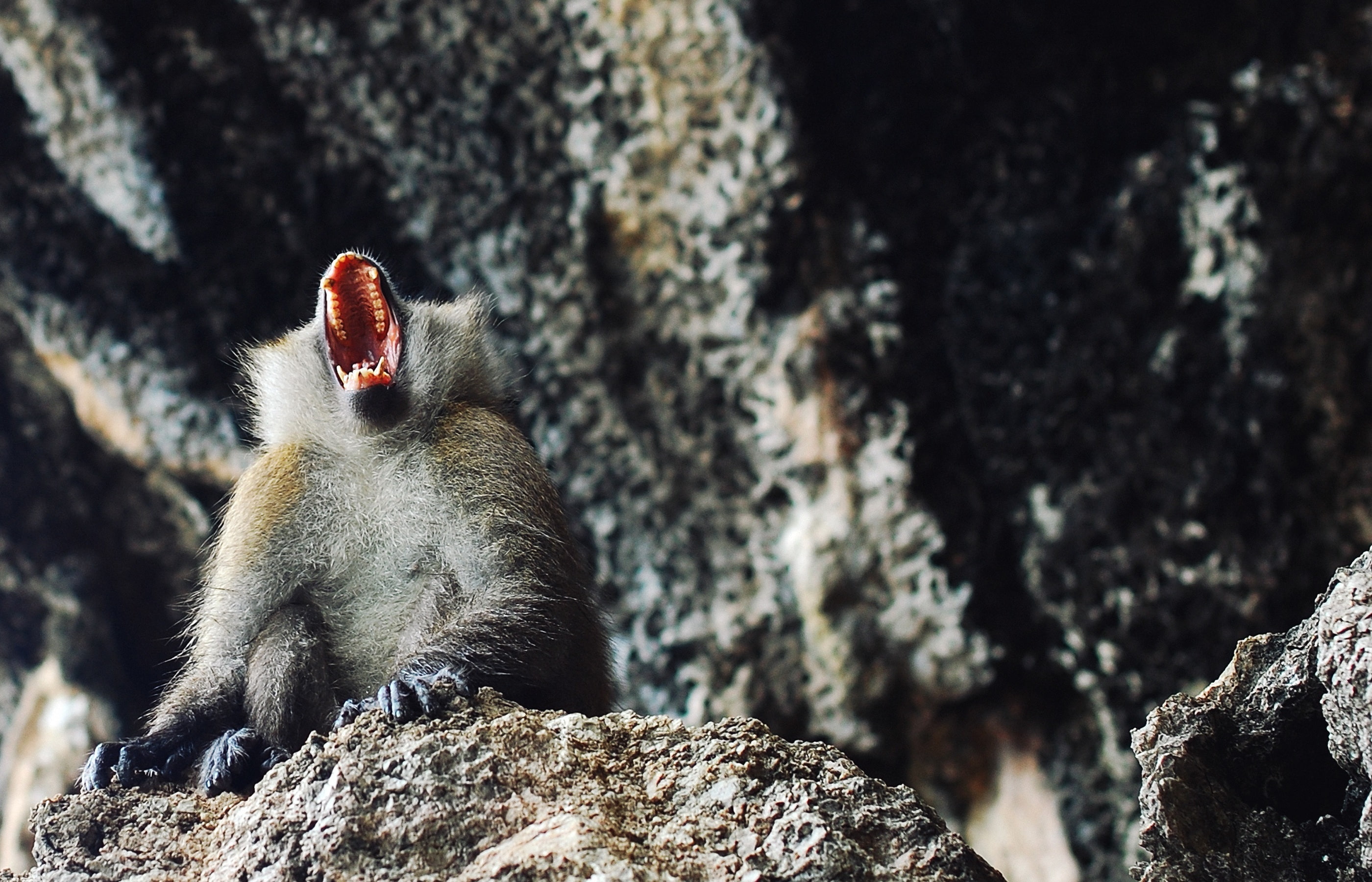 Monkey, Primate, Aggression
