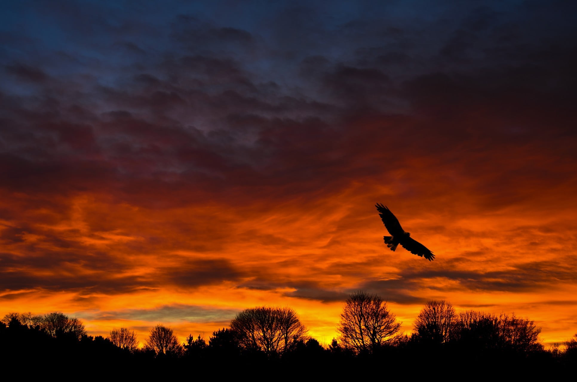 eagle silhouette, landscape, cloud - sky, sunset, animals in the wild