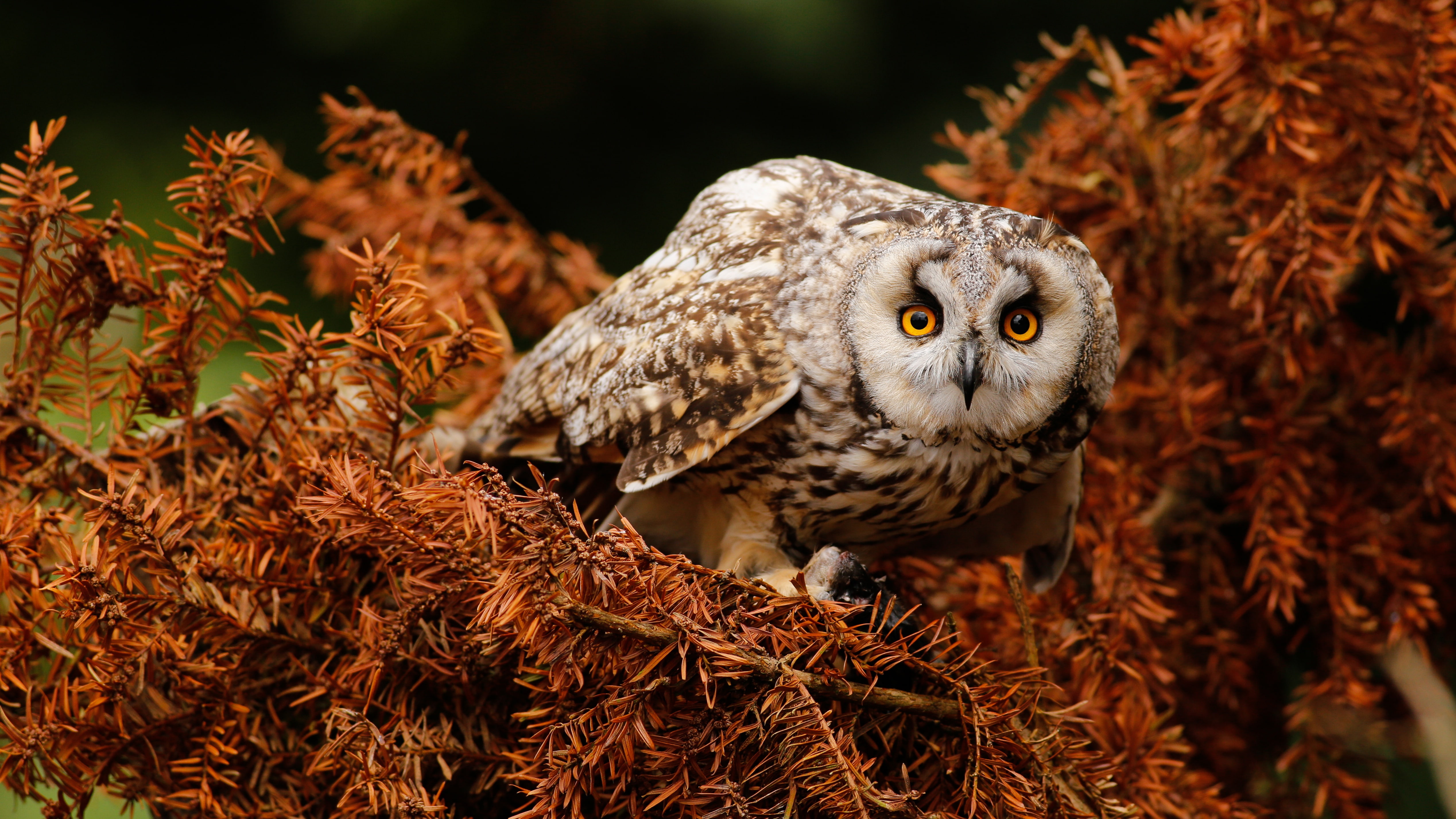 look, branches, pose, owl, bird, needles