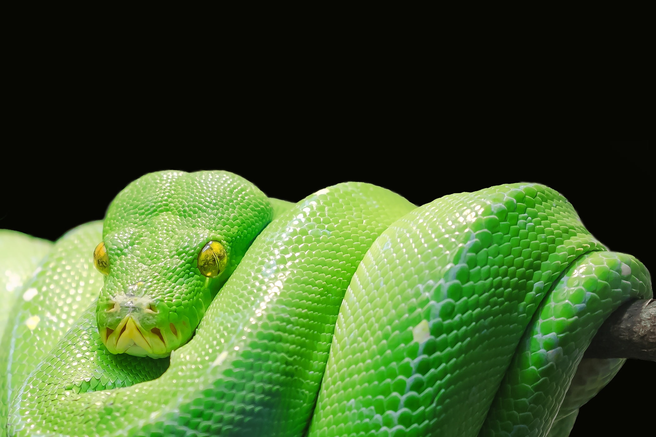 Snake, Python, Predator