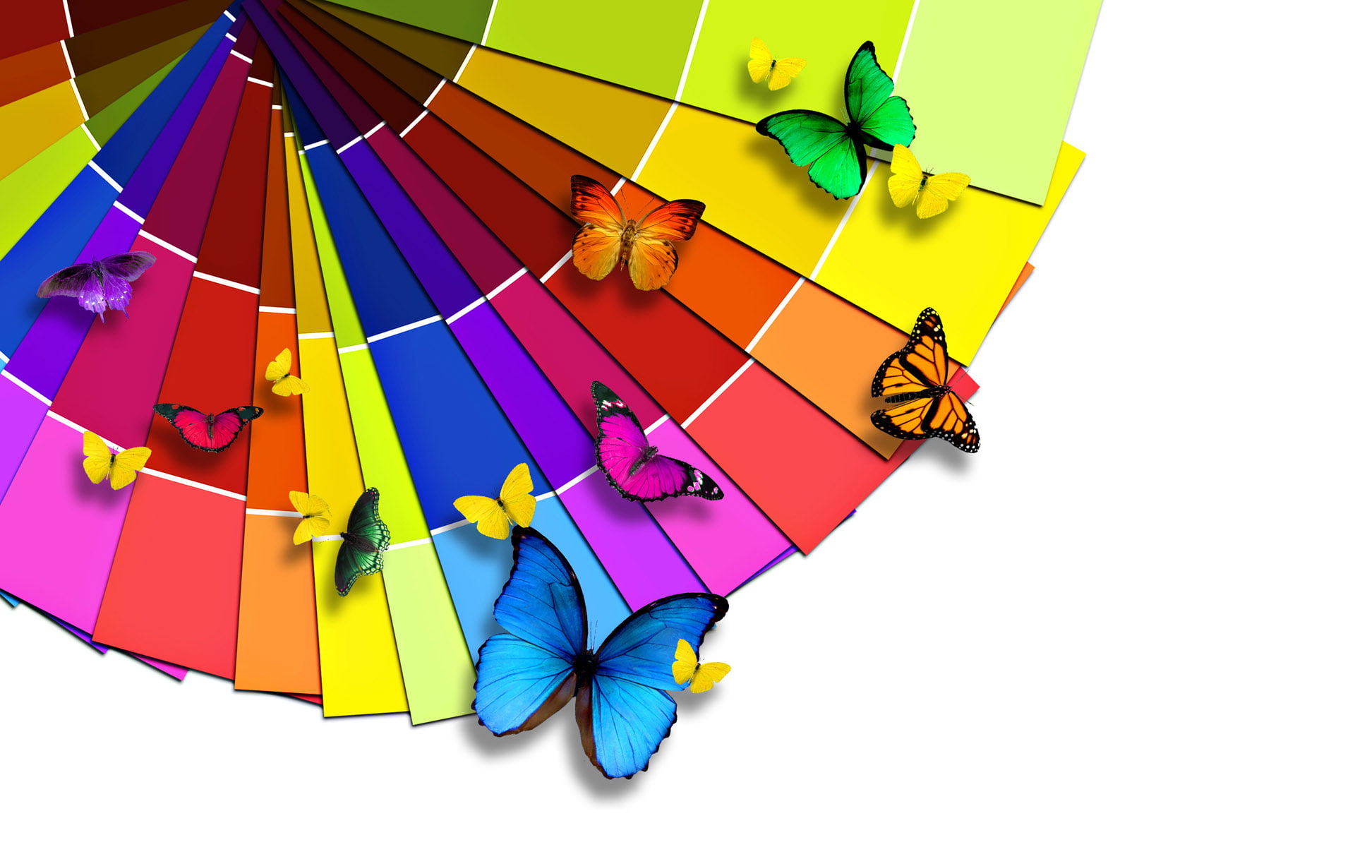 Colorful Butterflies HD, creative, graphics, creative and graphics