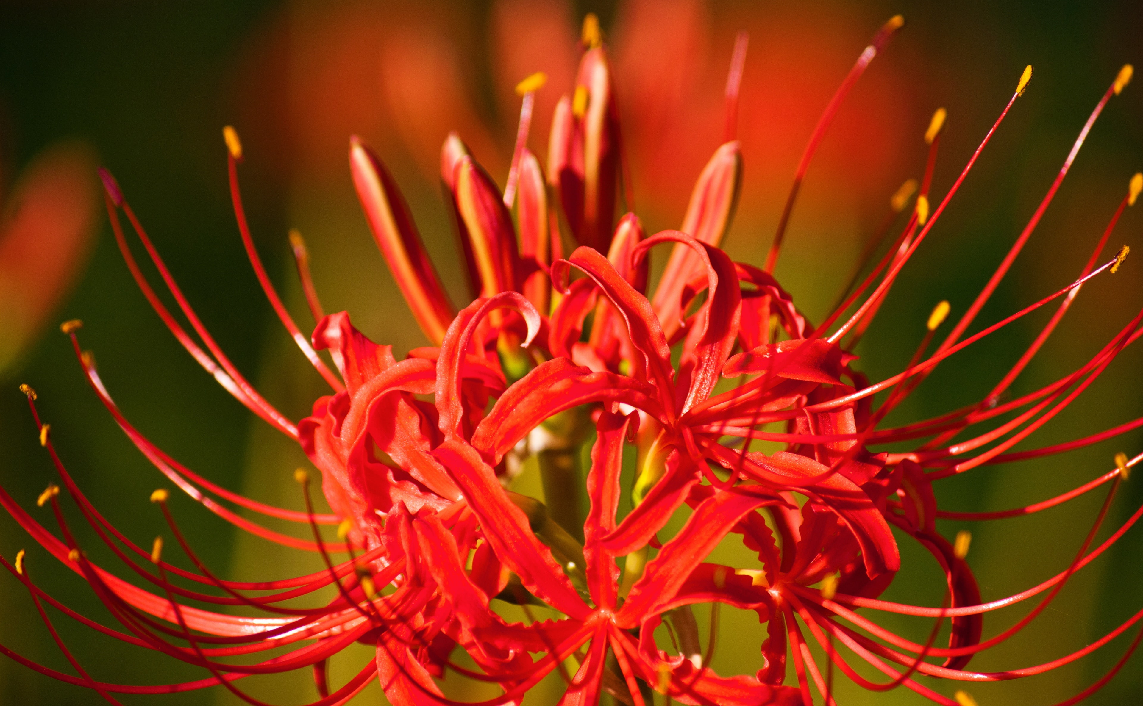 Free download | HD wallpaper: Higanbana Flower, red spider lily flower ...