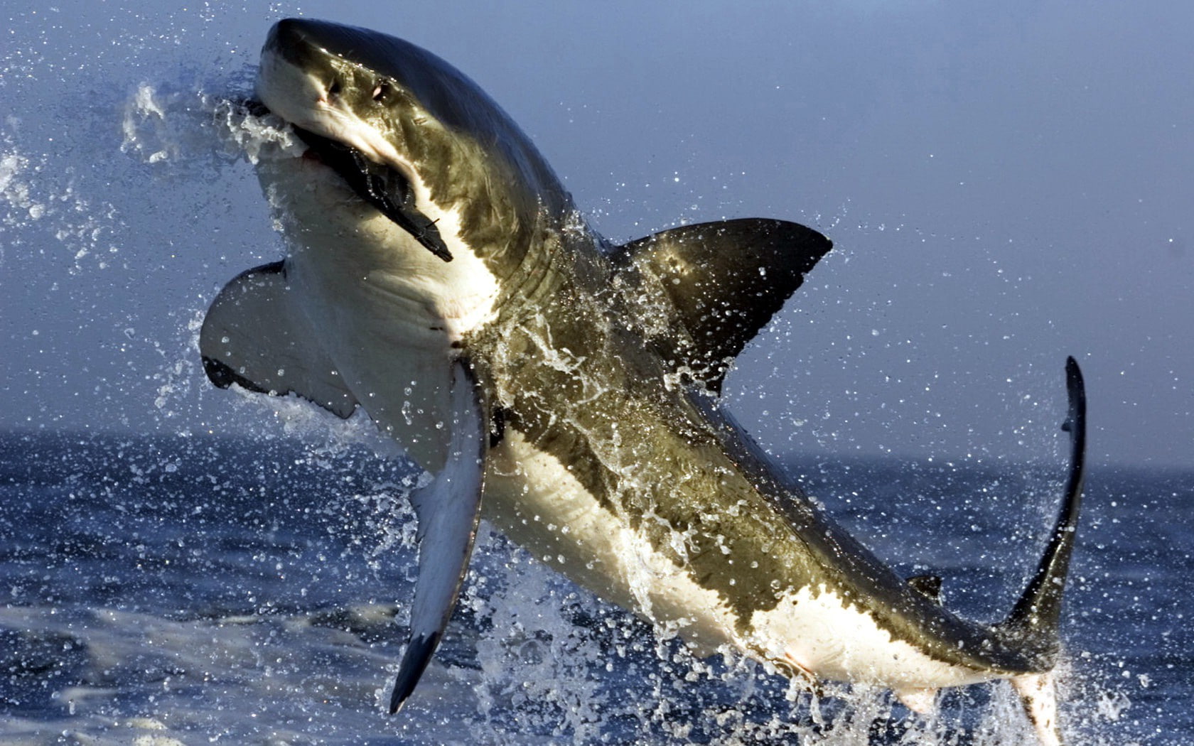 shark, splashes