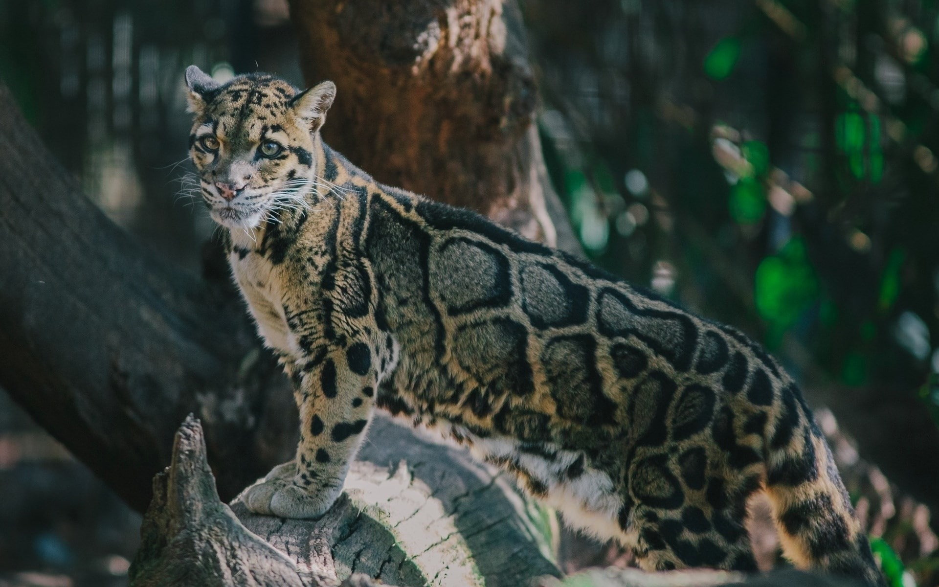 clouded leopard