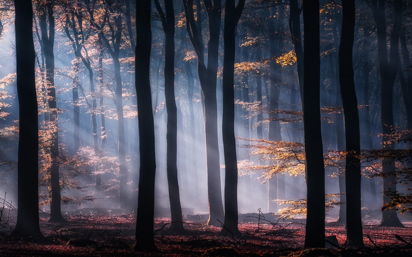tree forest interior, mist, nature, sun rays, yellow, leaves