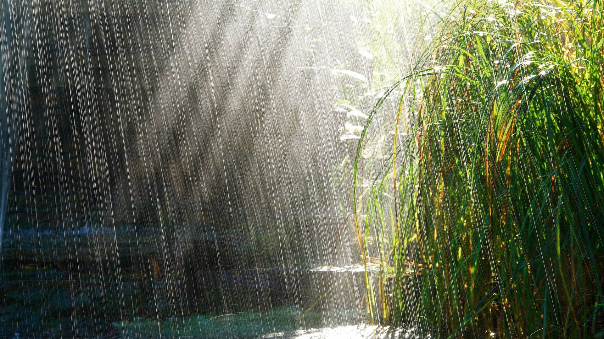 rain, water, reeds, outdoors