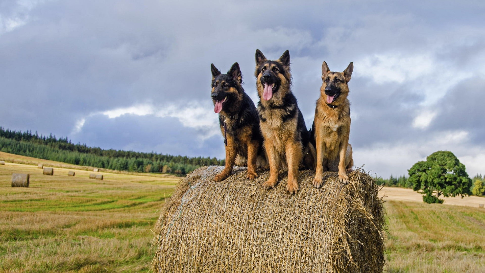 Dogs, German Shepherd, Straw, Field, Nature, 1920x1080