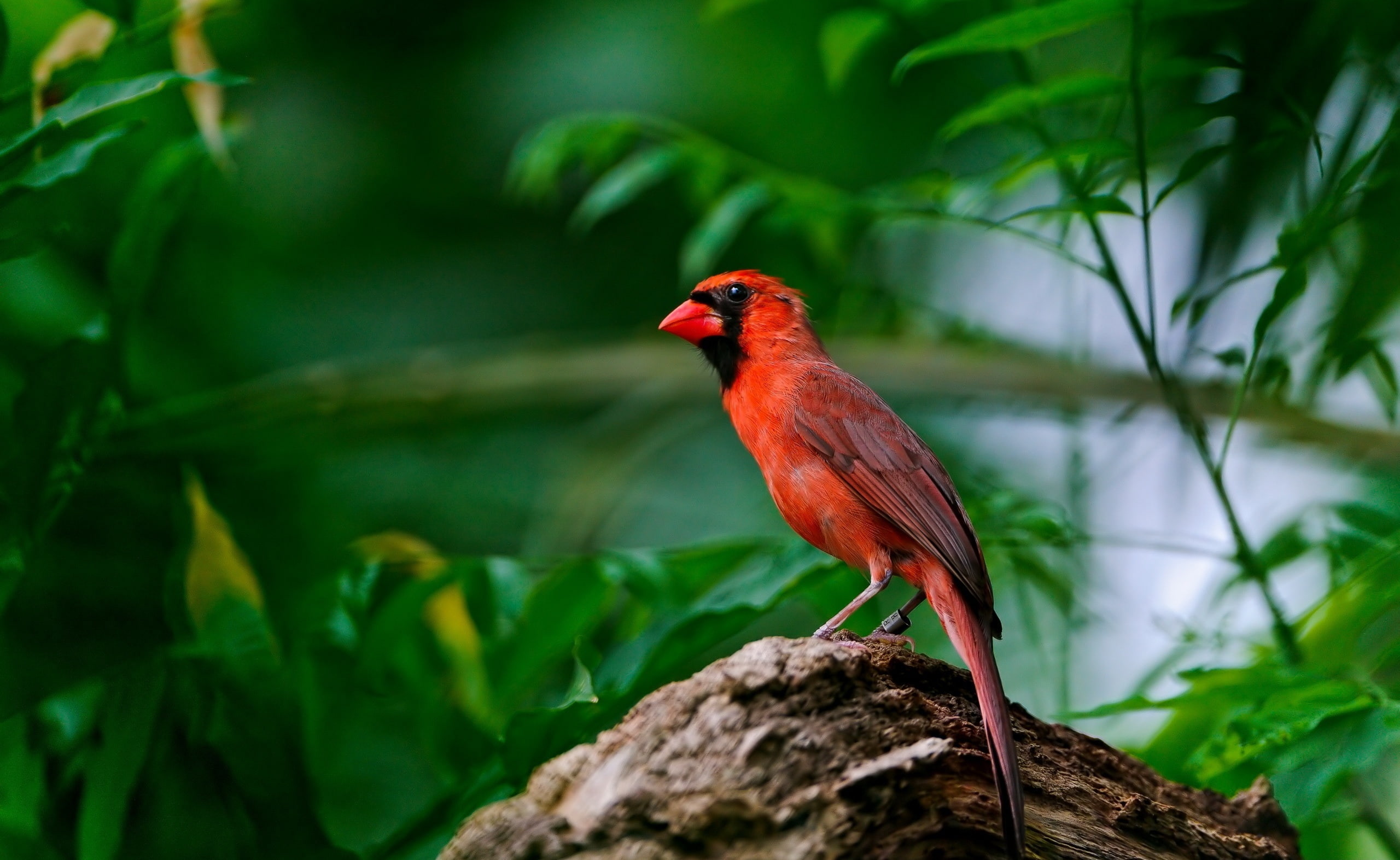 Red Bird, red and black bird, Animals, Birds, Beautiful, Green