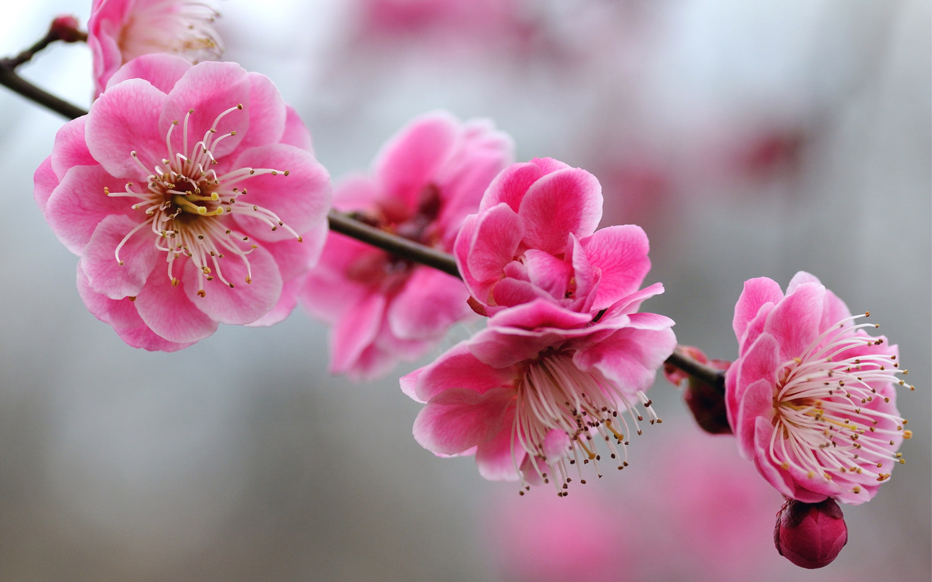 Cherry Blossoms, nature and landscape