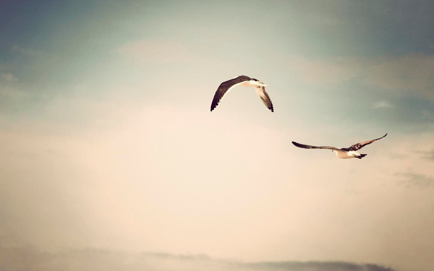 two black birds, flight of two birds, sky, animals, seagulls