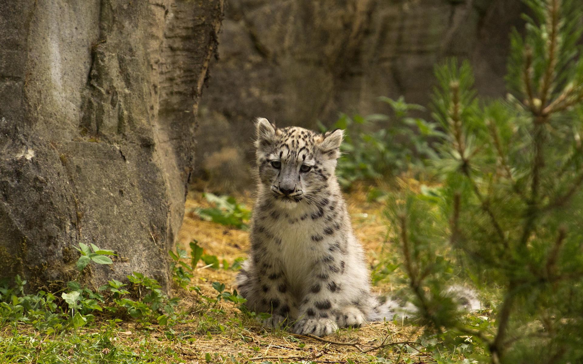 Snow Leopard Widescreen Resolutions, white and black tiger cub