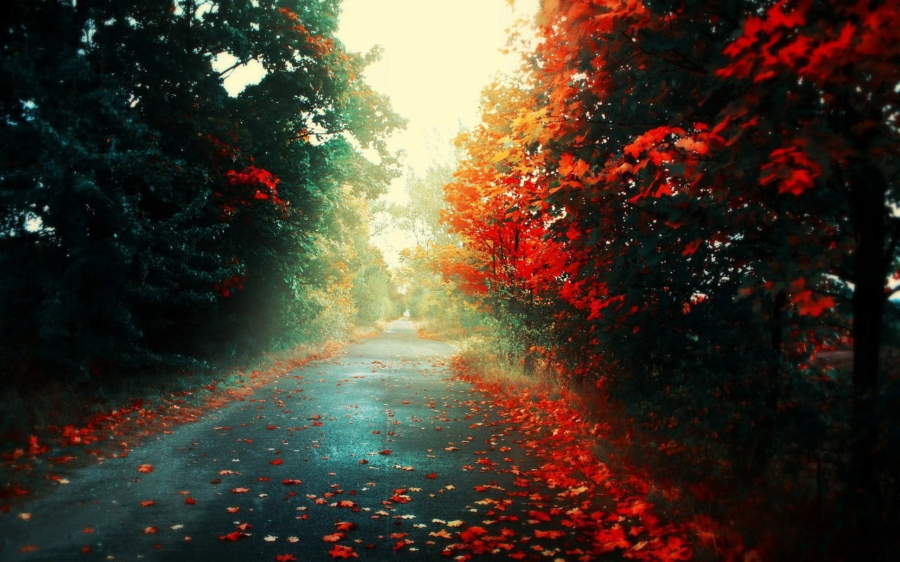 road, fall, red leaves